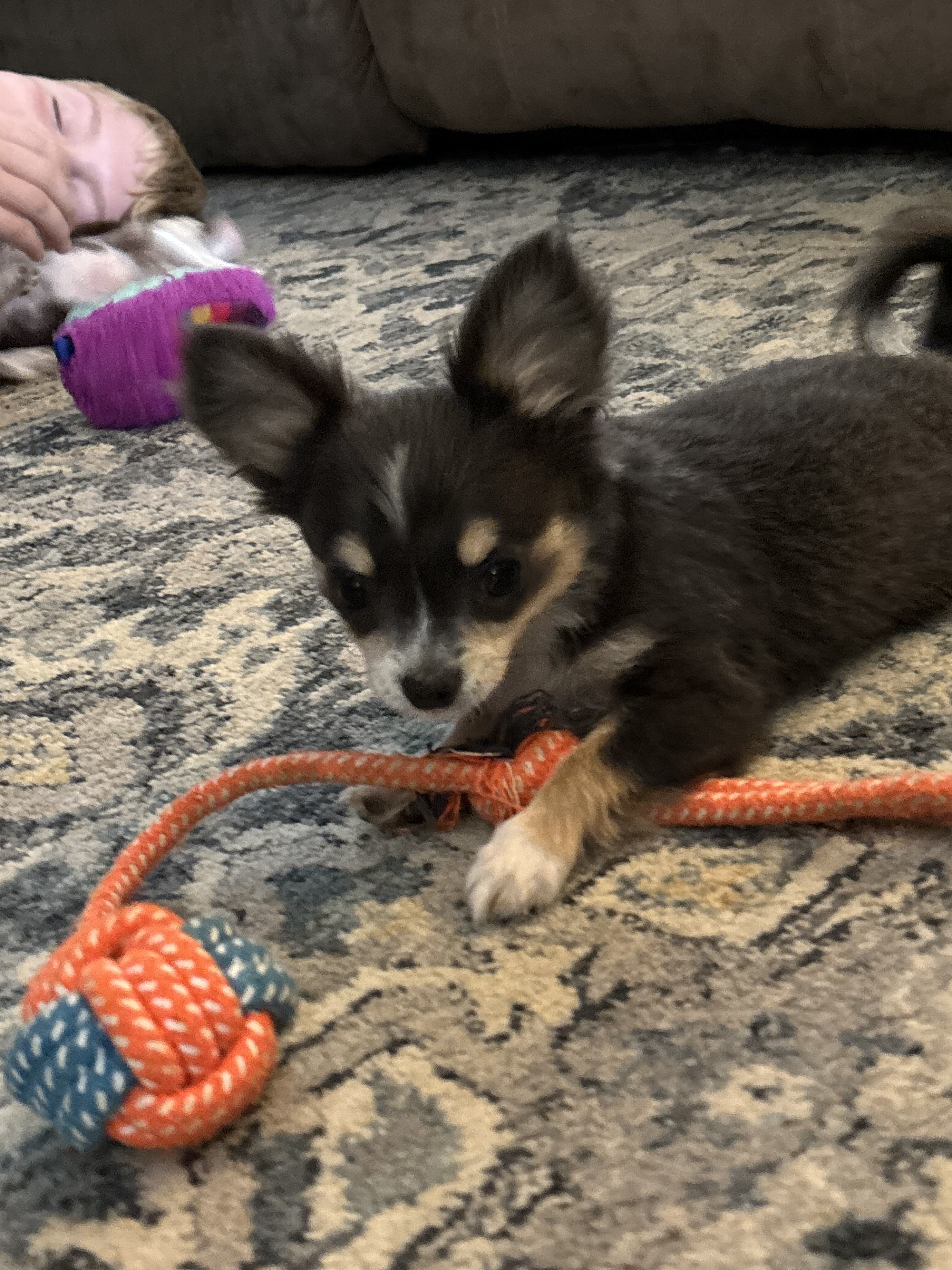 Chihuahuas full AKC blue and chocolate tris image 3