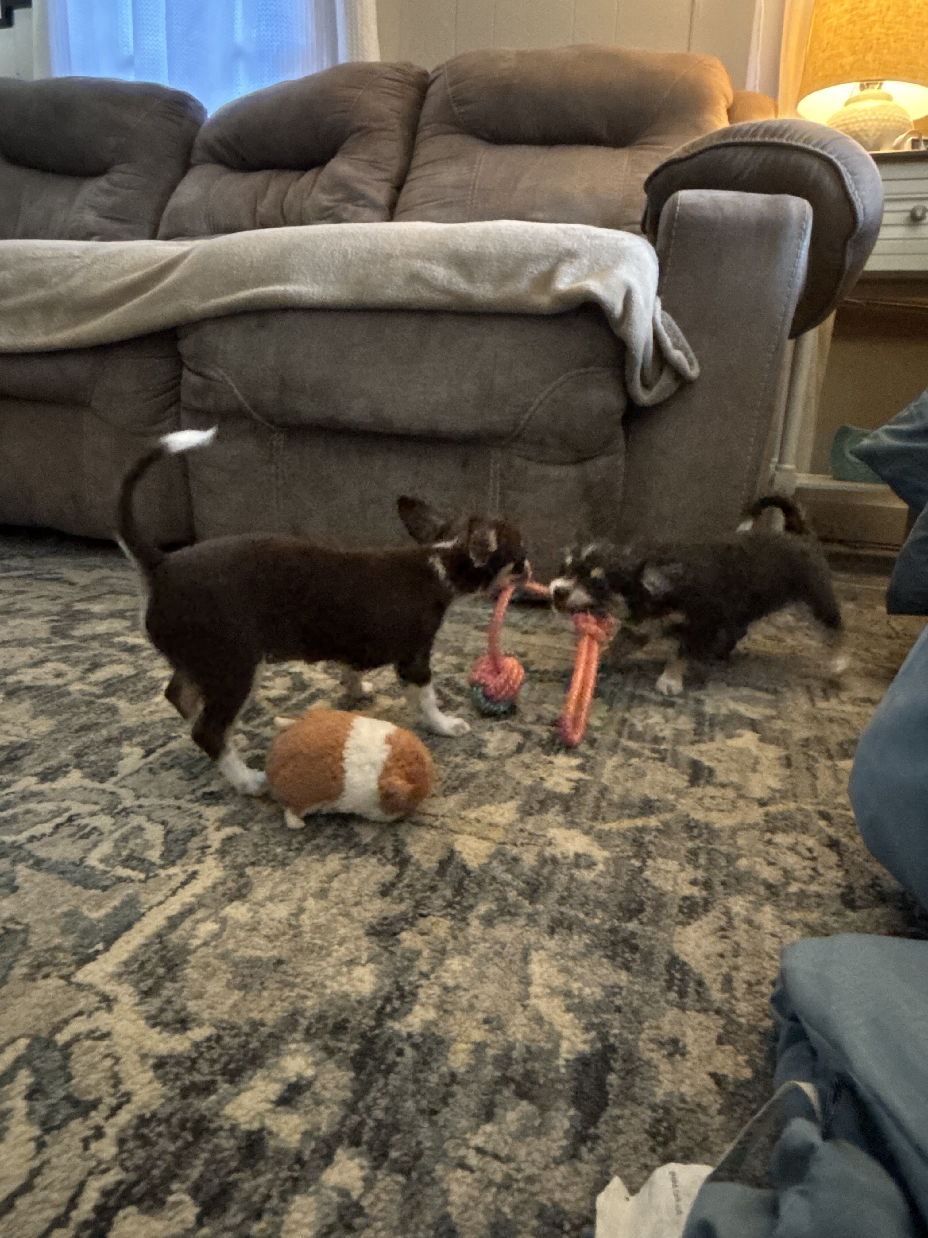Chihuahuas full AKC blue and chocolate tris image 5