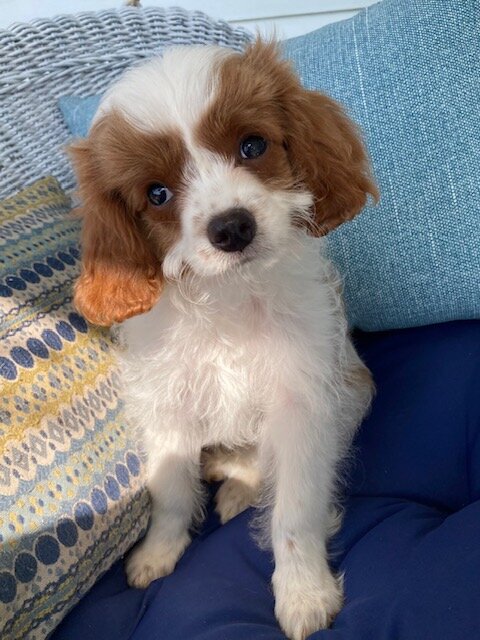 Cavapoo puppy image 1