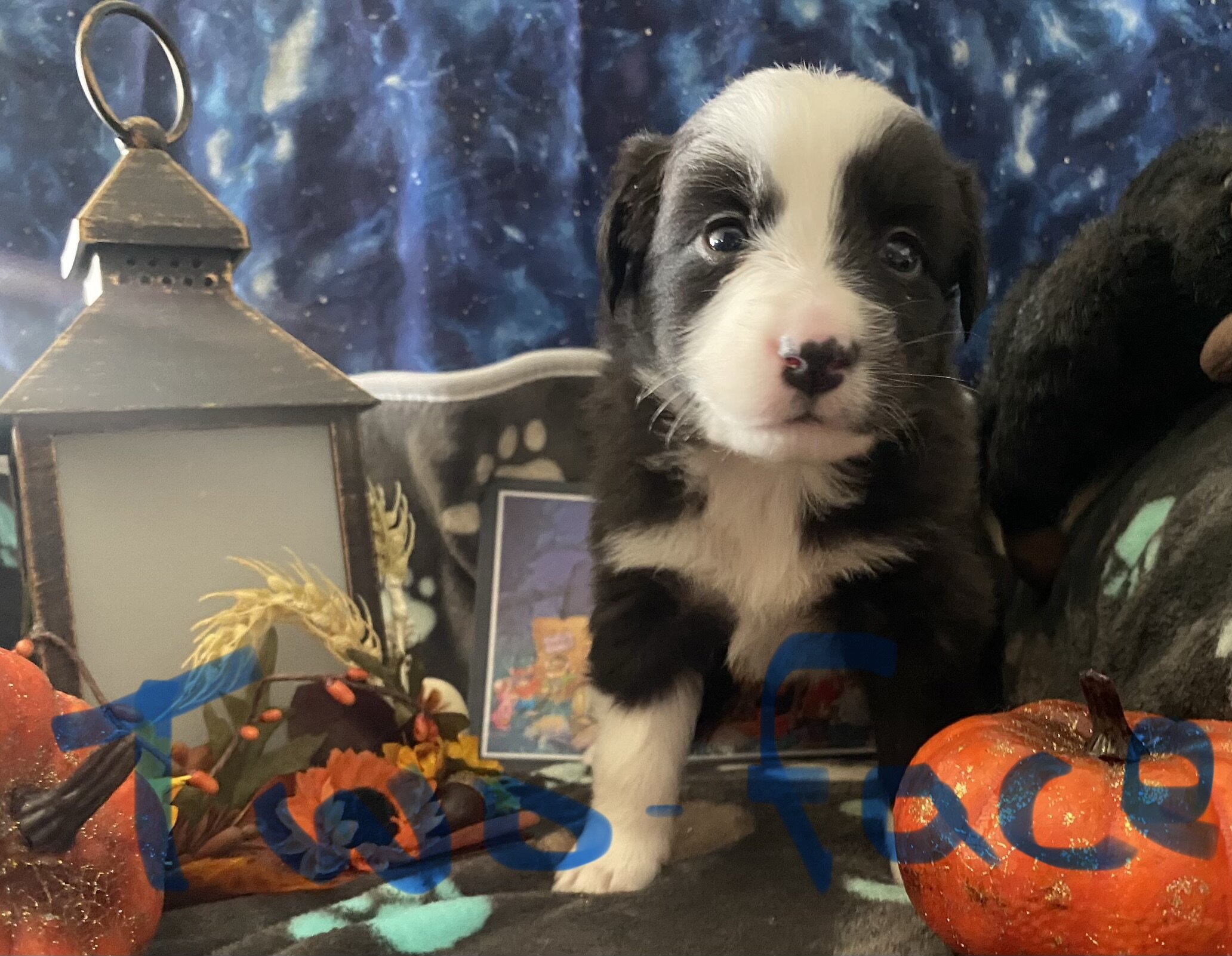 Australian Shepard image 1