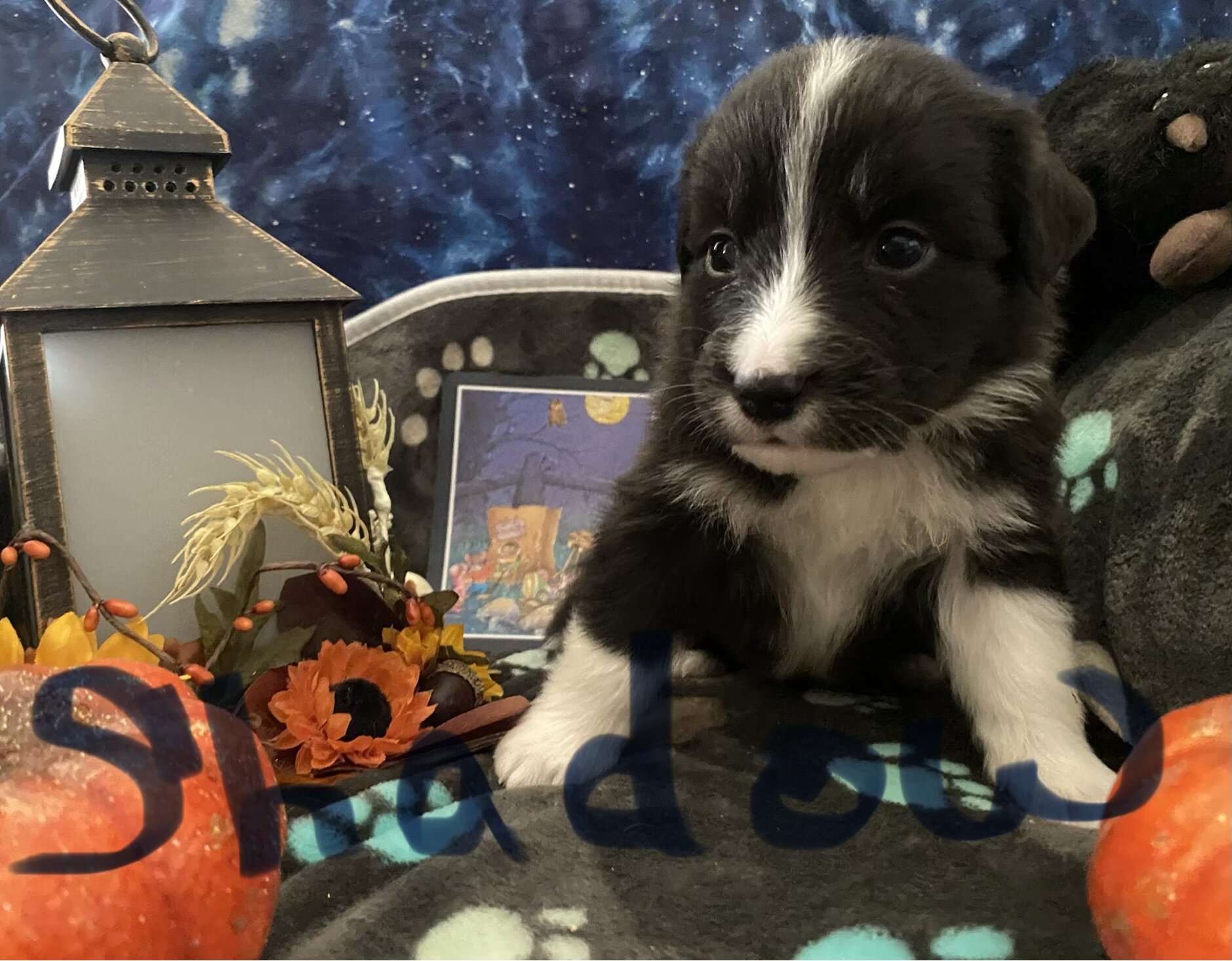Australian Shepard image 2