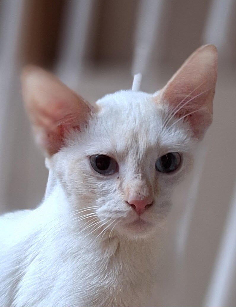 Male Cream Point Siamese Kitten, 12 weeks image 5