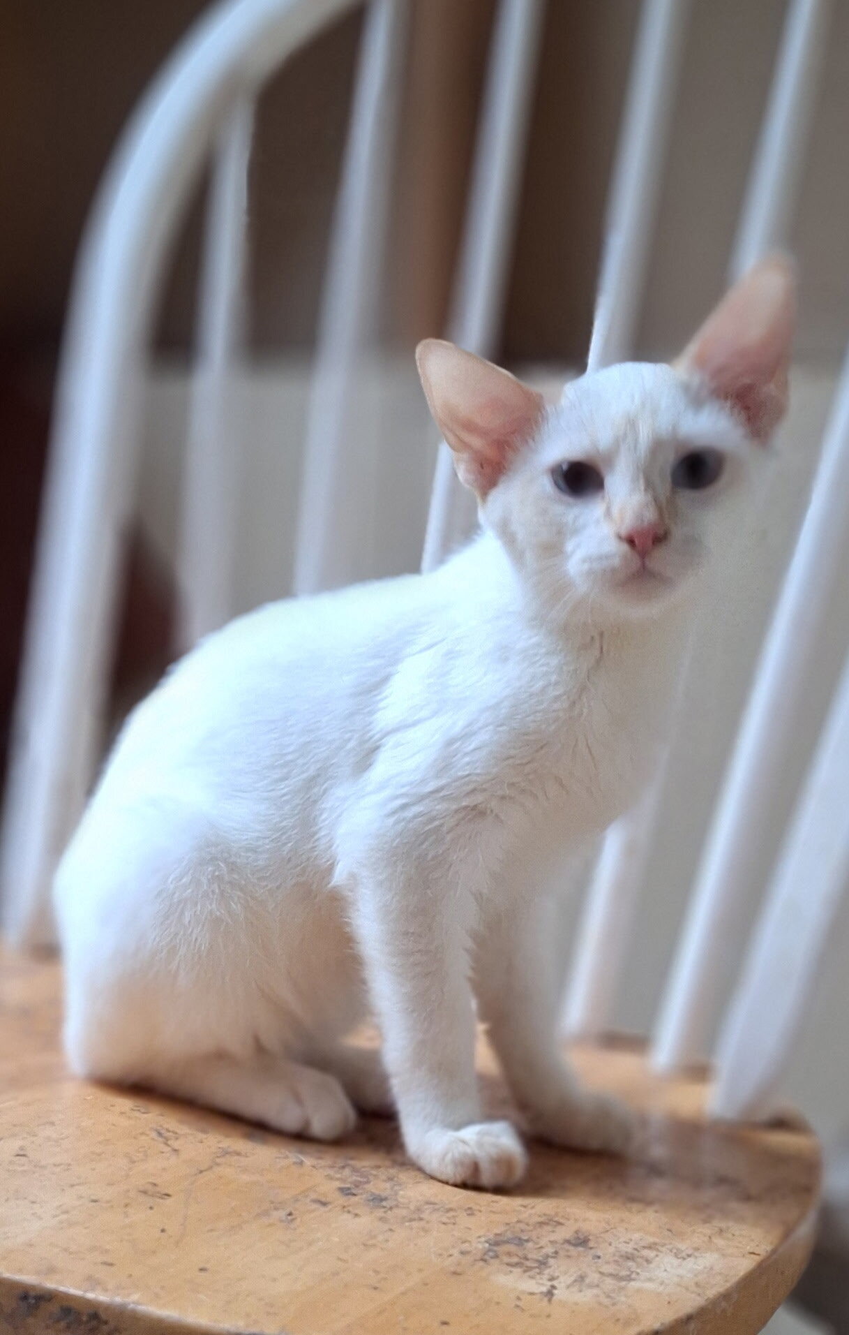 Male Cream Point Siamese Kitten, 12 weeks image 3