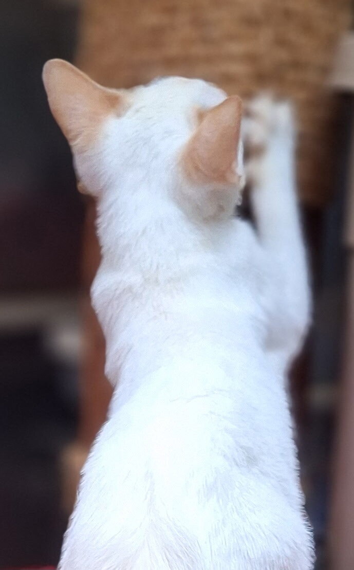 Male Cream Point Siamese Kitten, 12 weeks image 4
