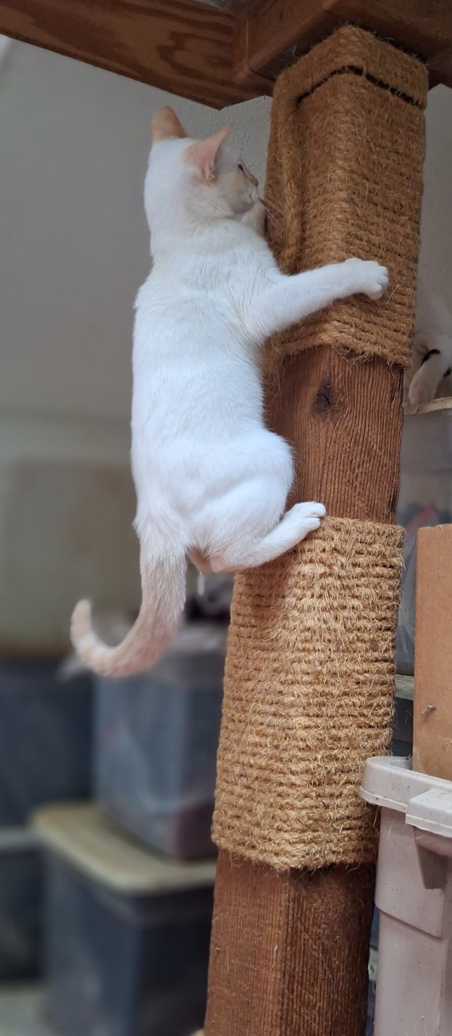 Male Cream Point Siamese Kitten, 12 weeks image 1