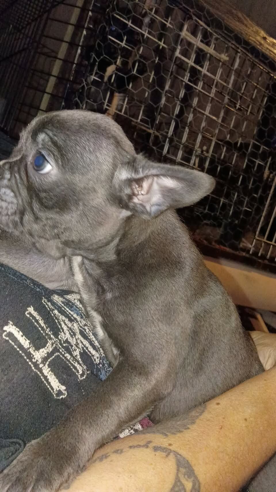 Frenchton puppies image 7