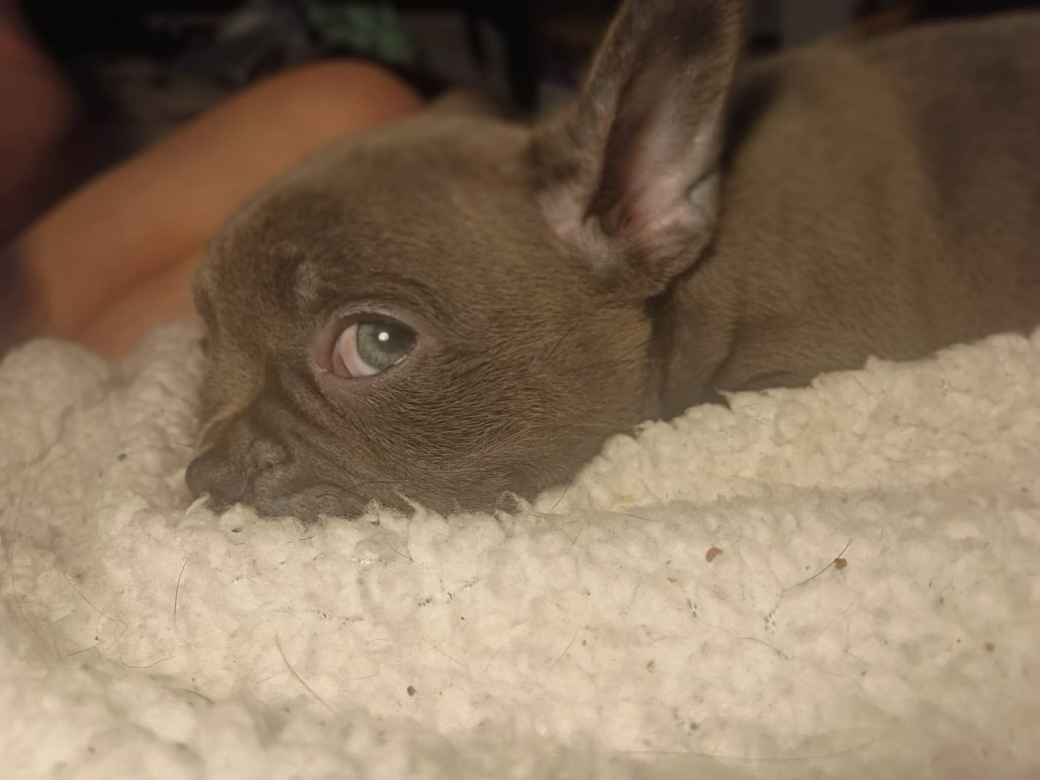 Frenchton puppies image 6