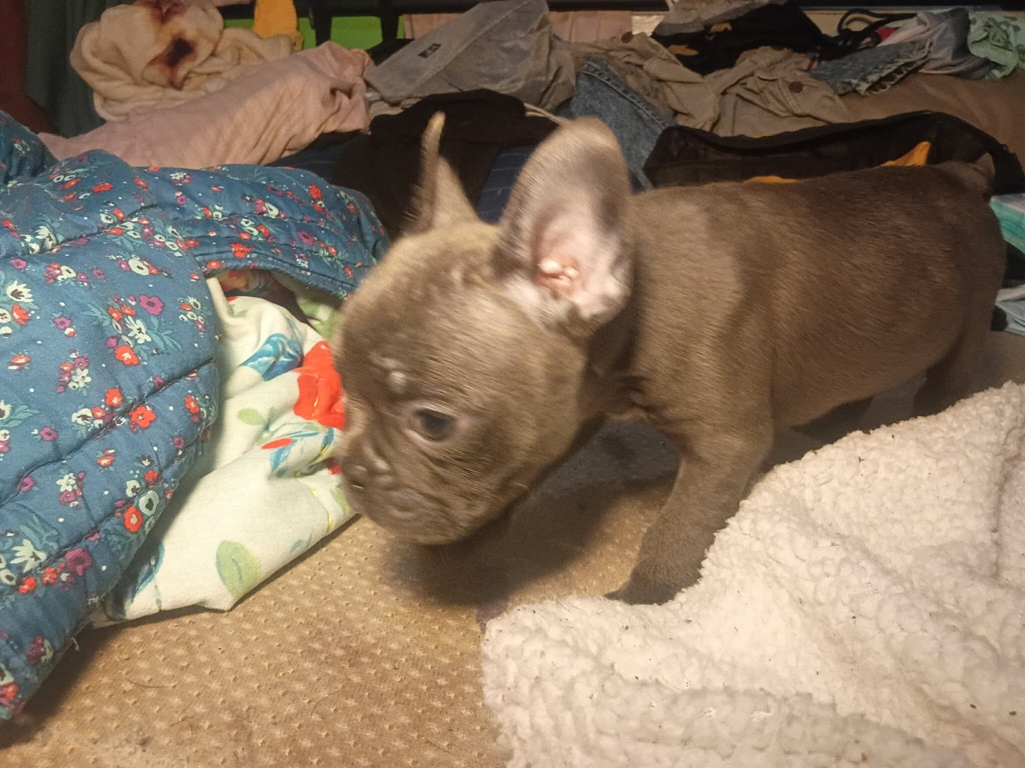 Frenchton puppies image 5