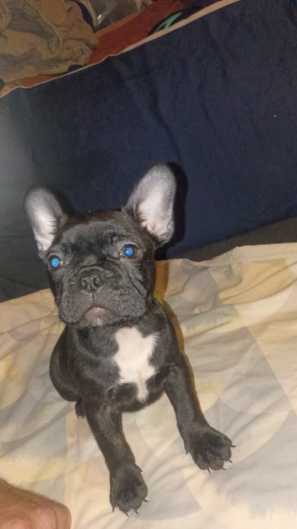 Frenchton puppies image 8