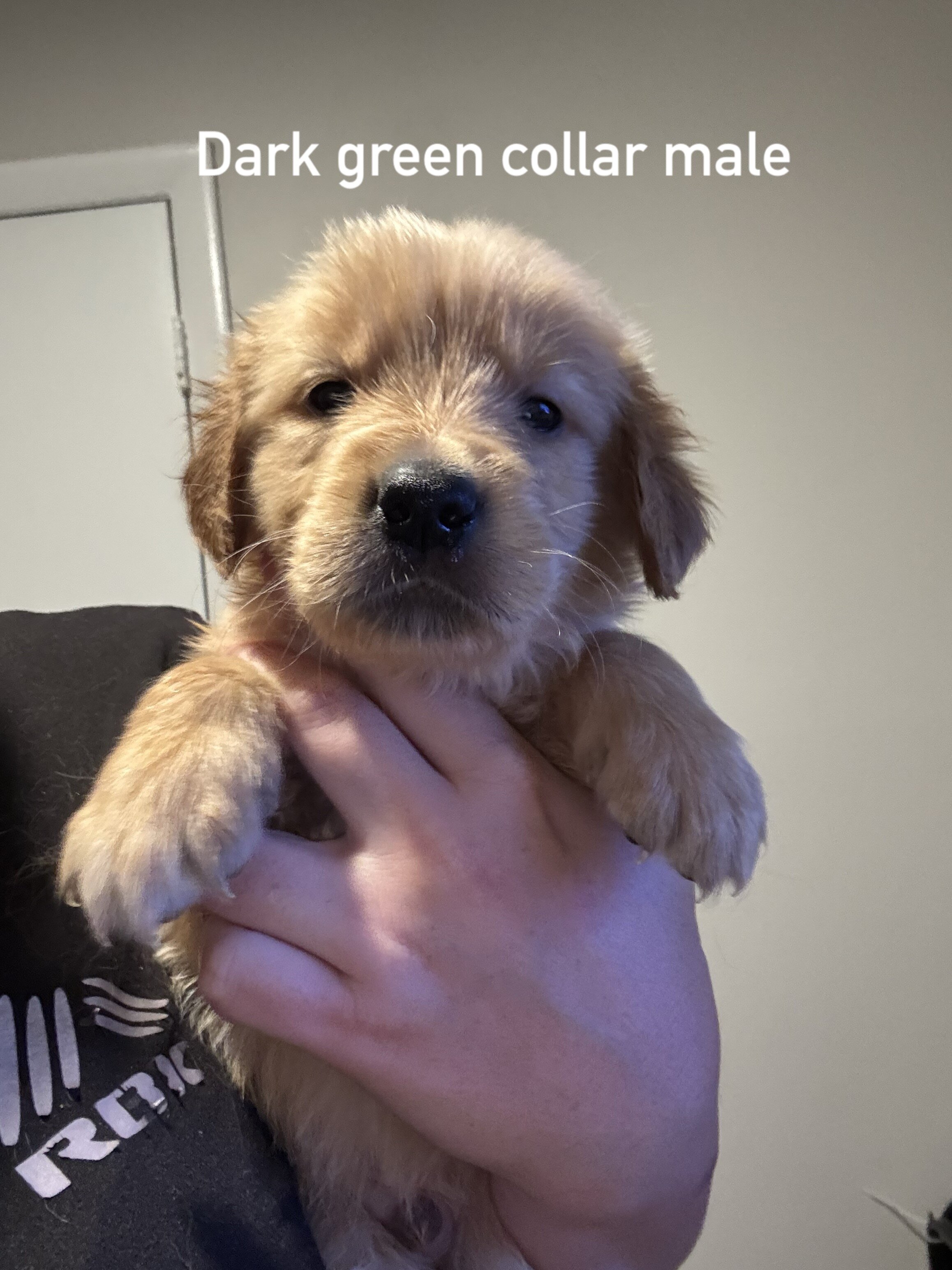 Golden retriever puppies image 9