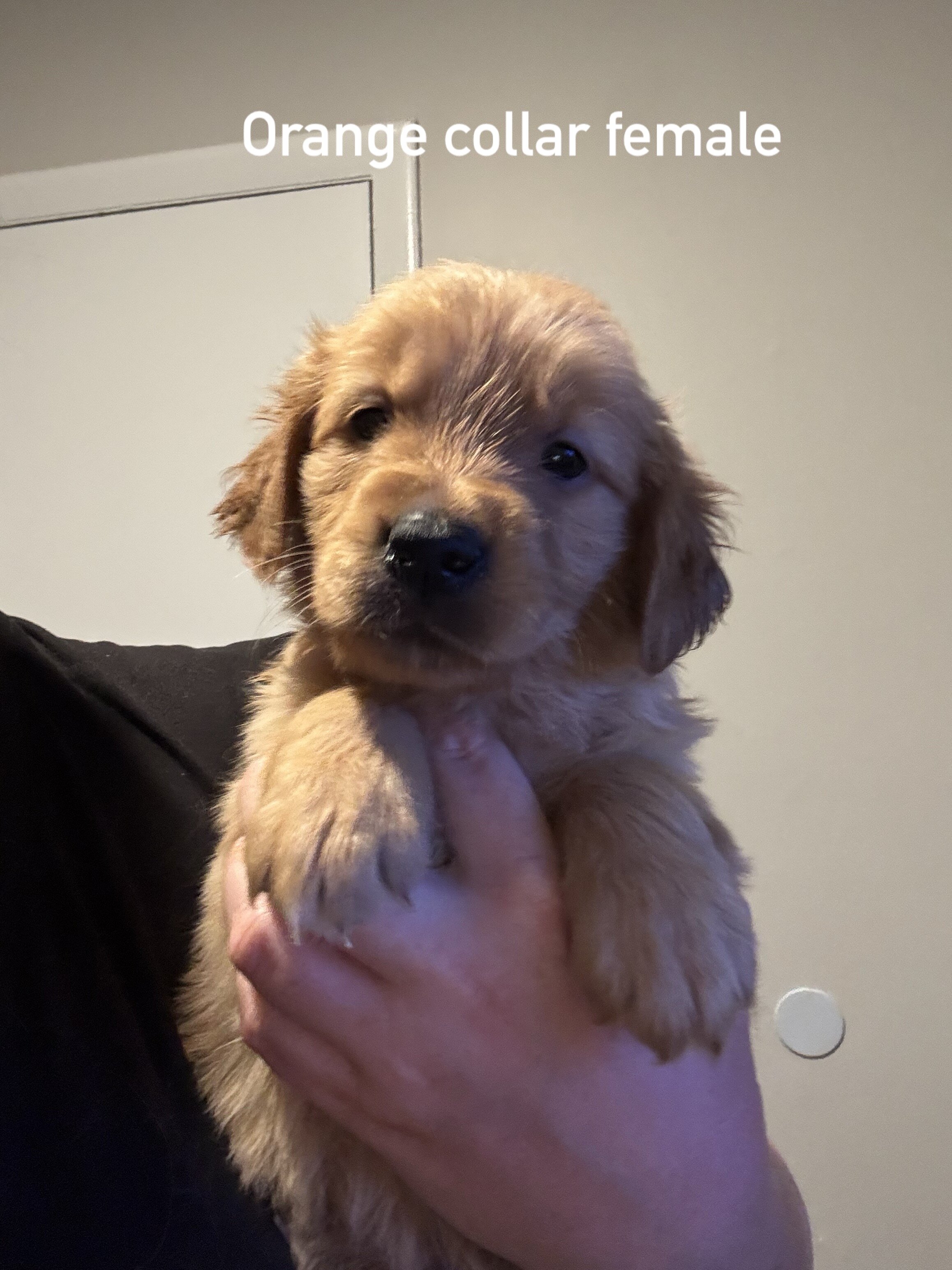 Golden retriever puppies image 6