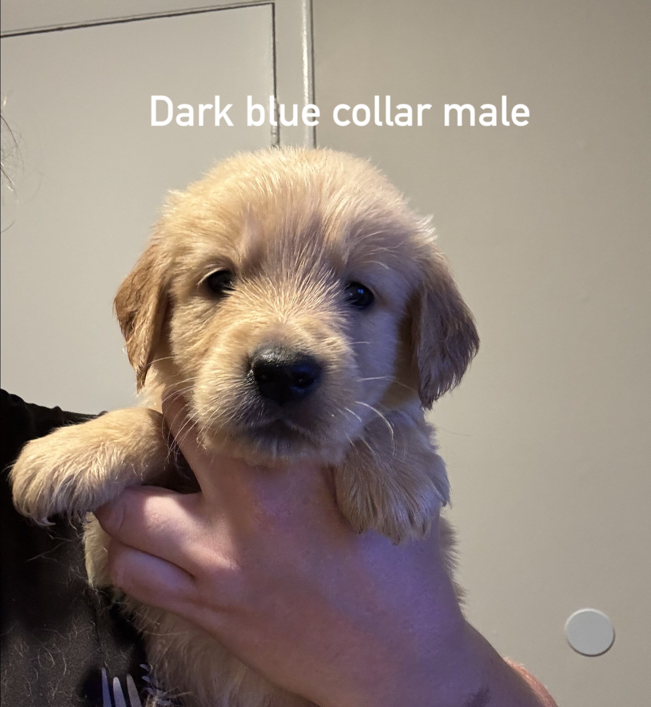 Golden retriever puppies image 3