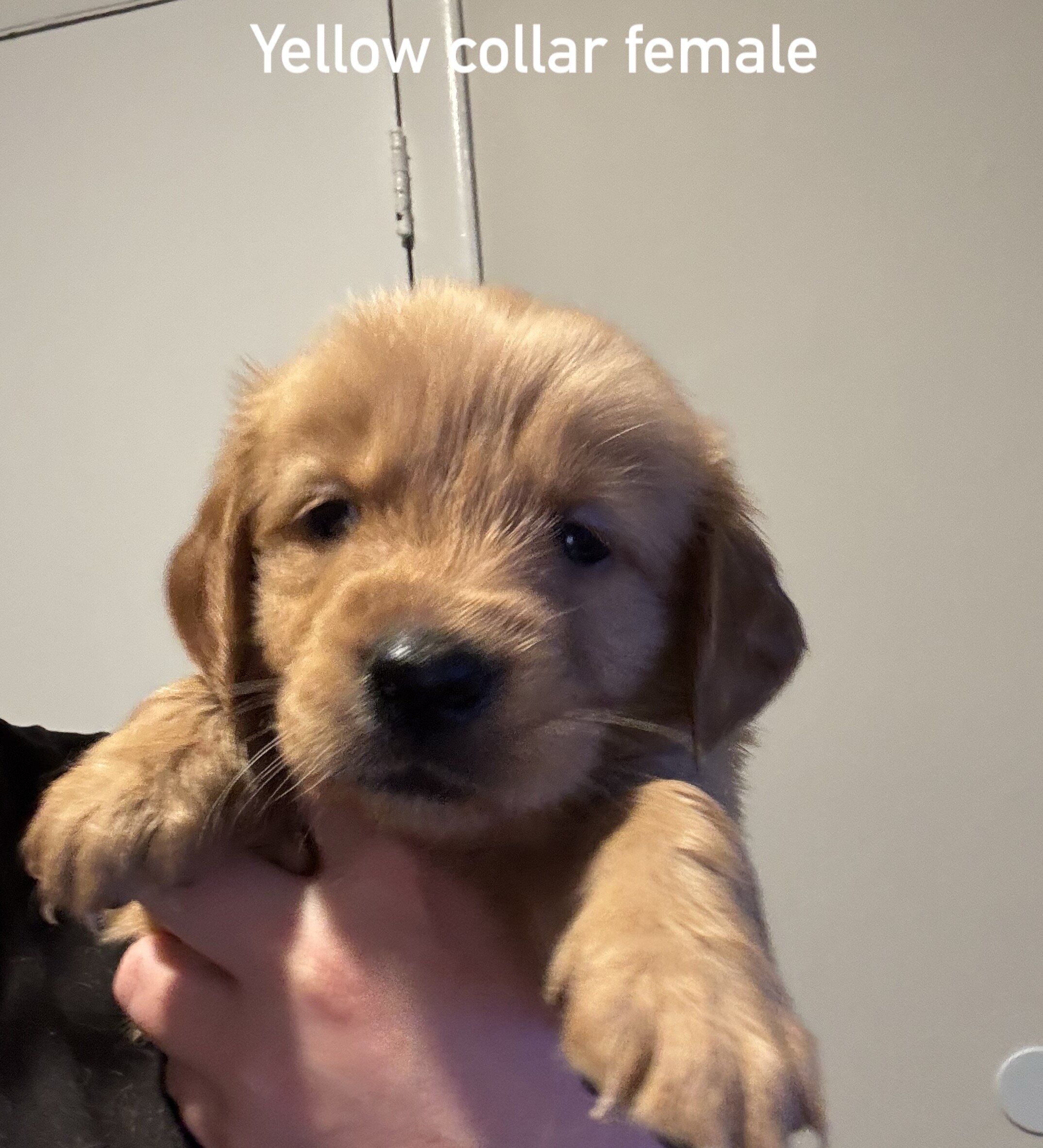 Golden retriever puppies image 7