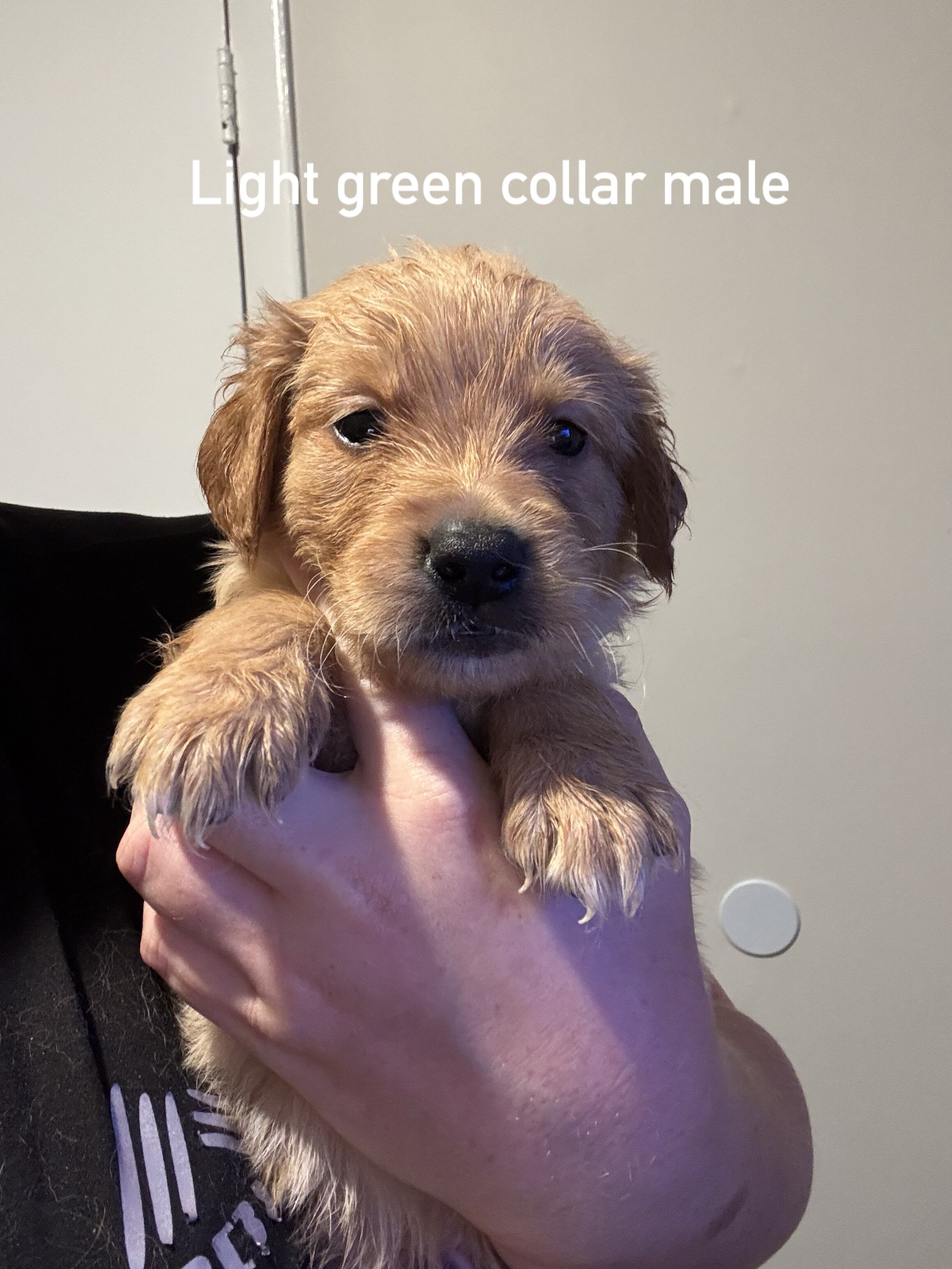 Golden retriever puppies image 8