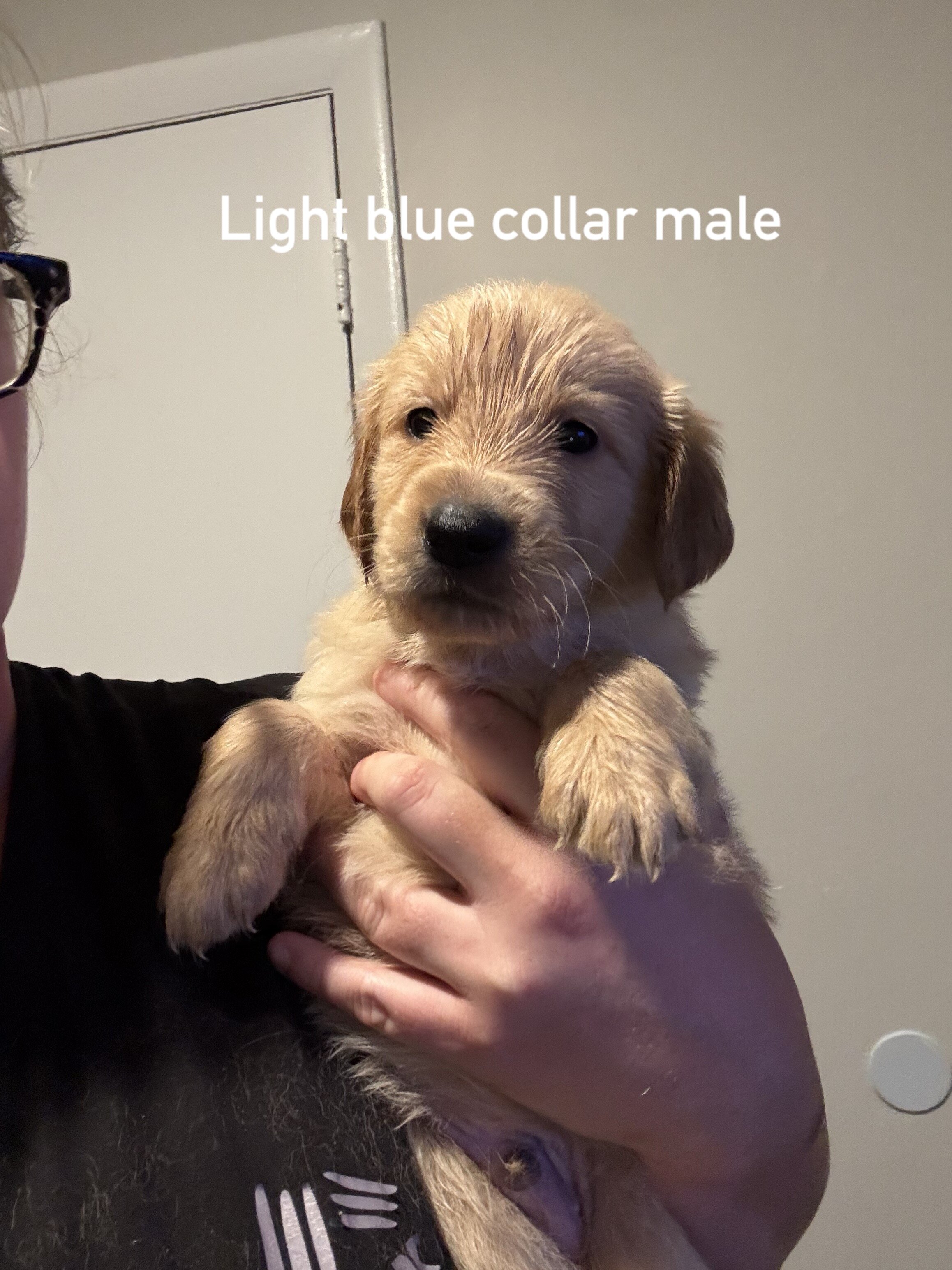 Golden retriever puppies image 2