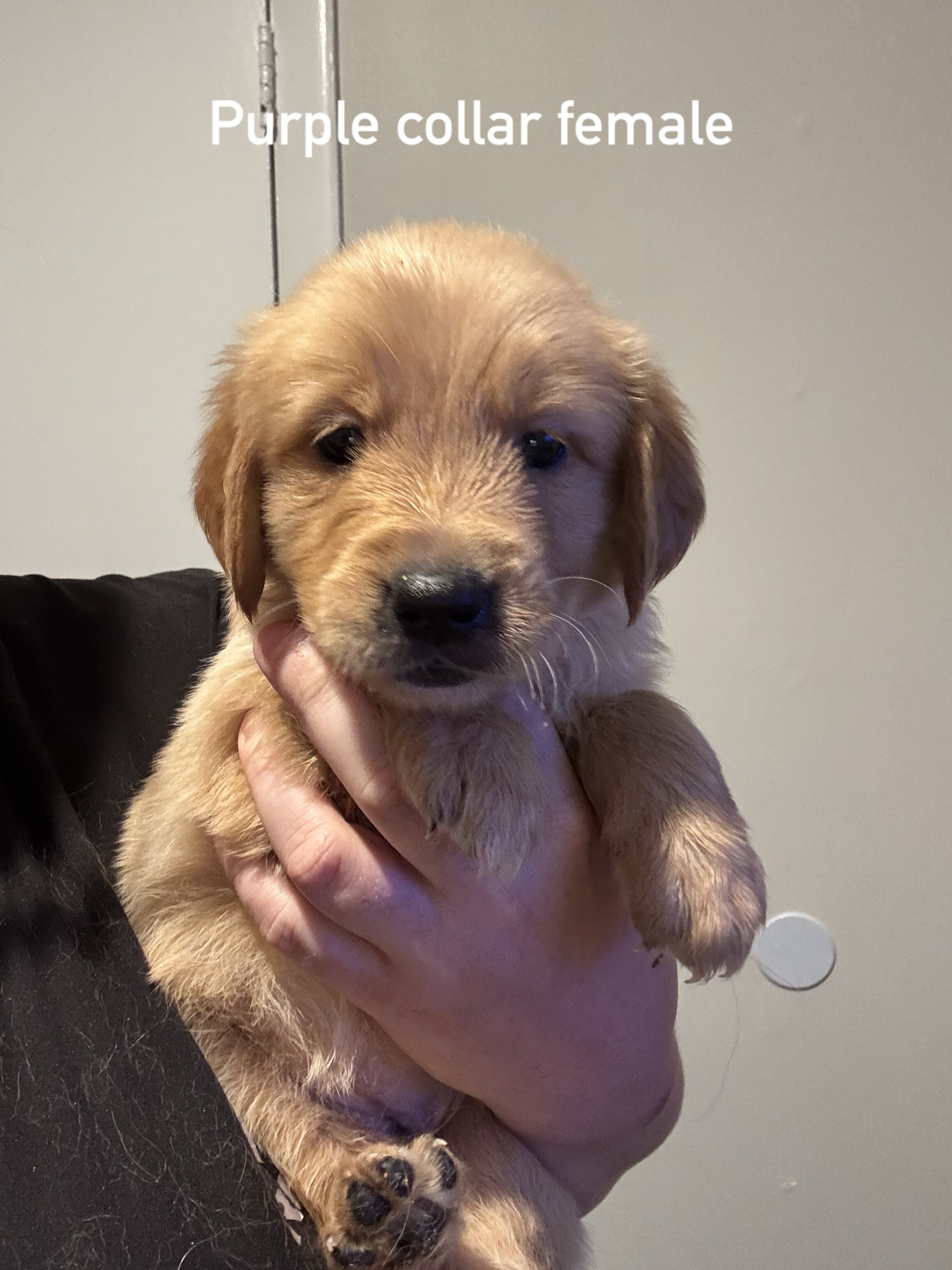 Golden retriever puppies image 4