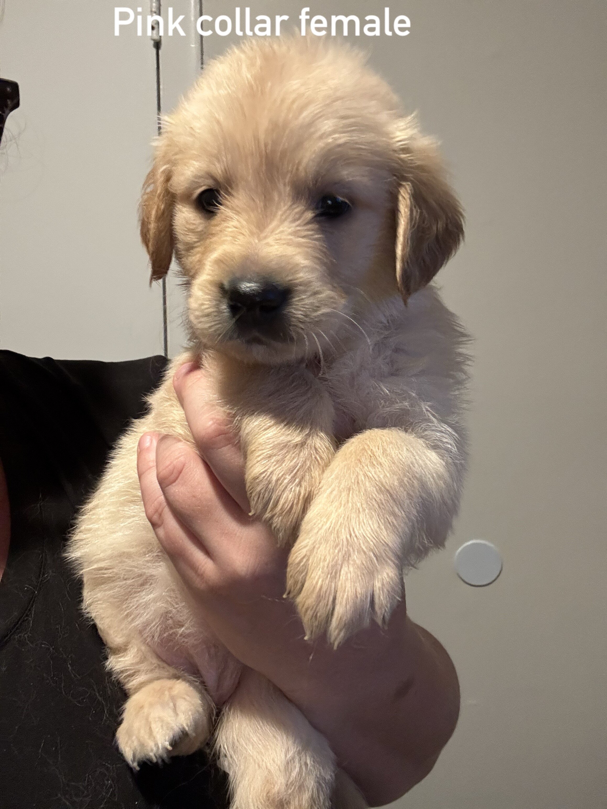 Golden retriever puppies image 1