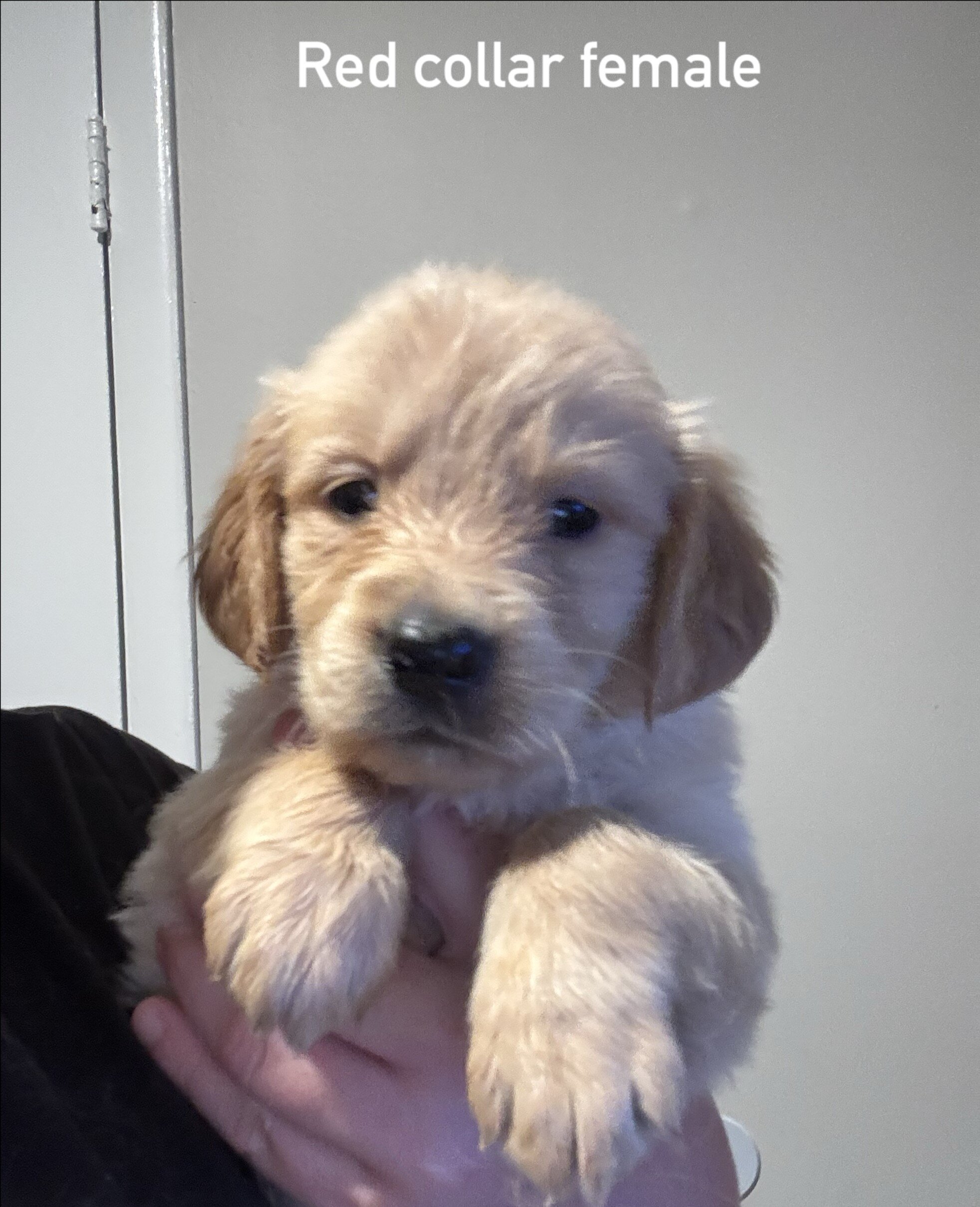 Golden retriever puppies image 5