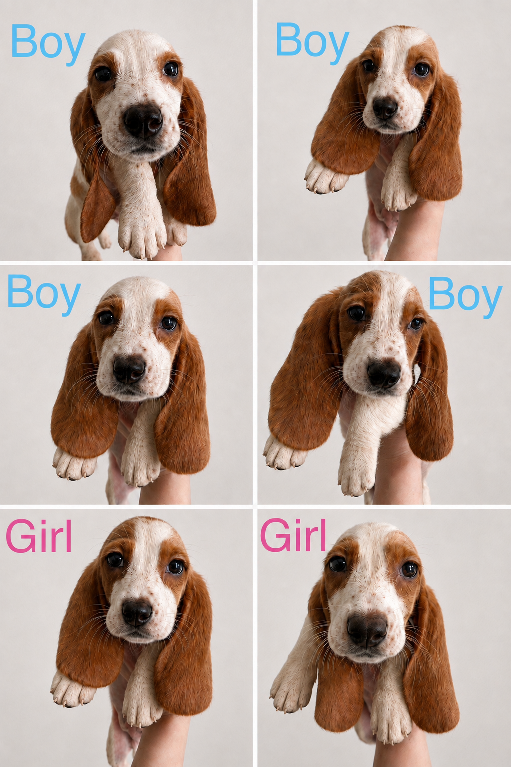 Basset hound puppies image 1