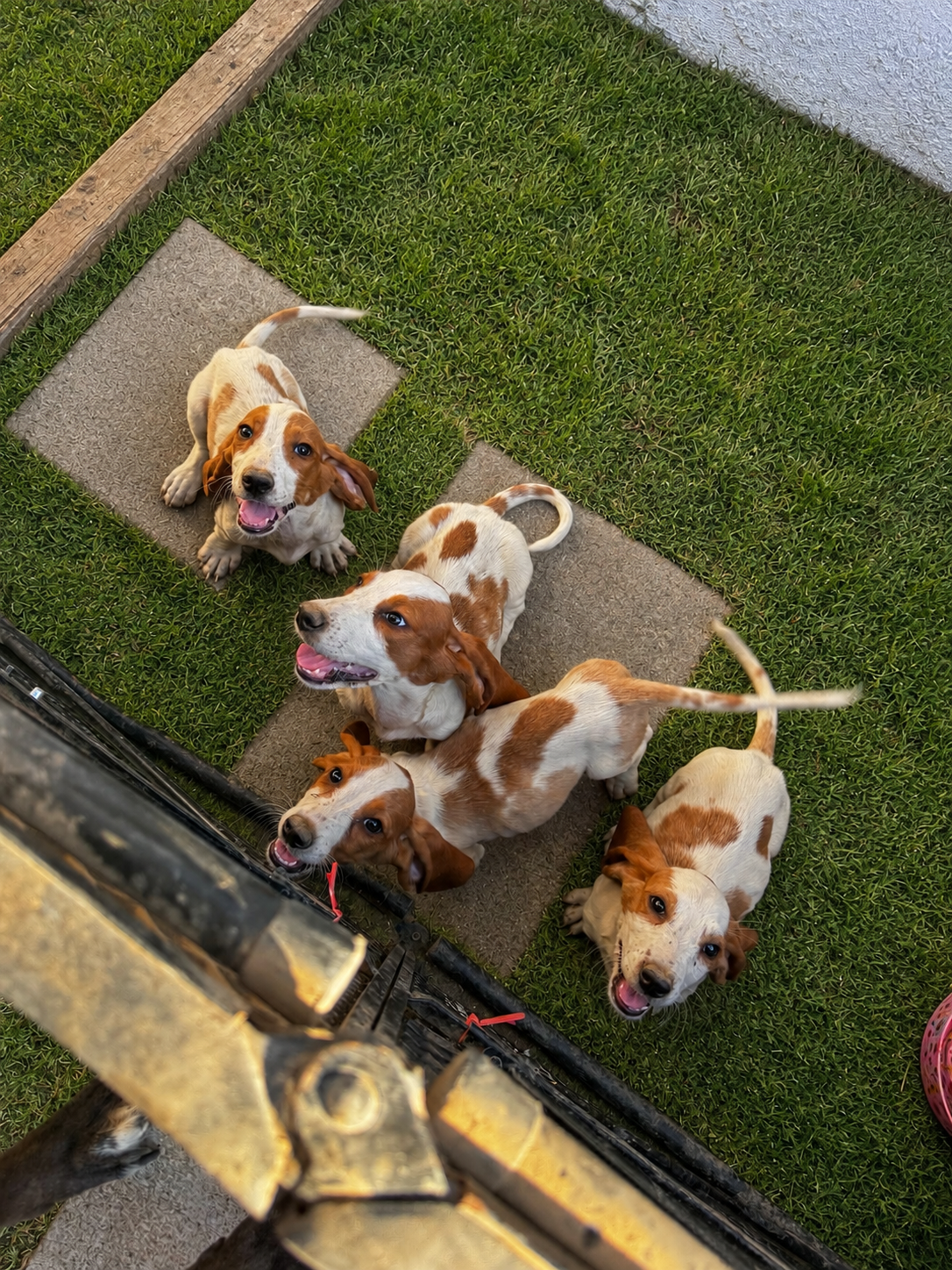 Basset hound puppies image 2