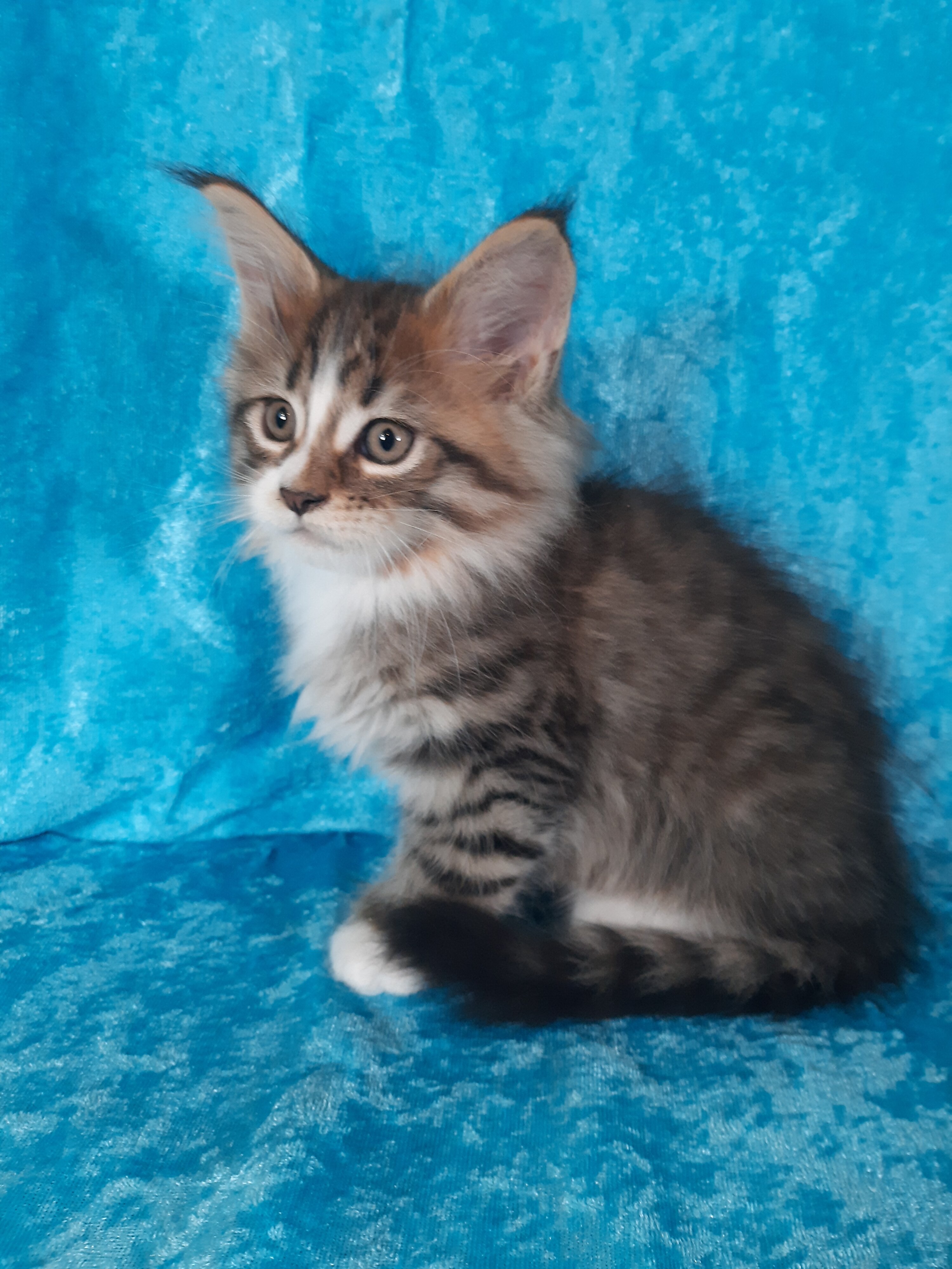 Maine Coon Kittens image 6