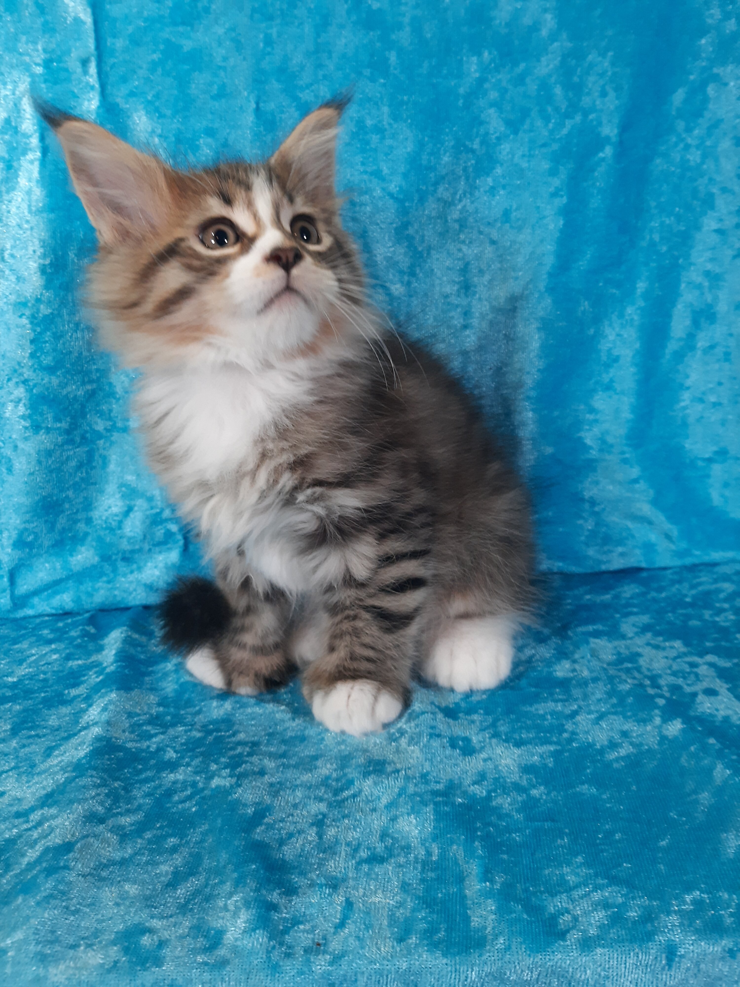 Maine Coon Kittens image 4