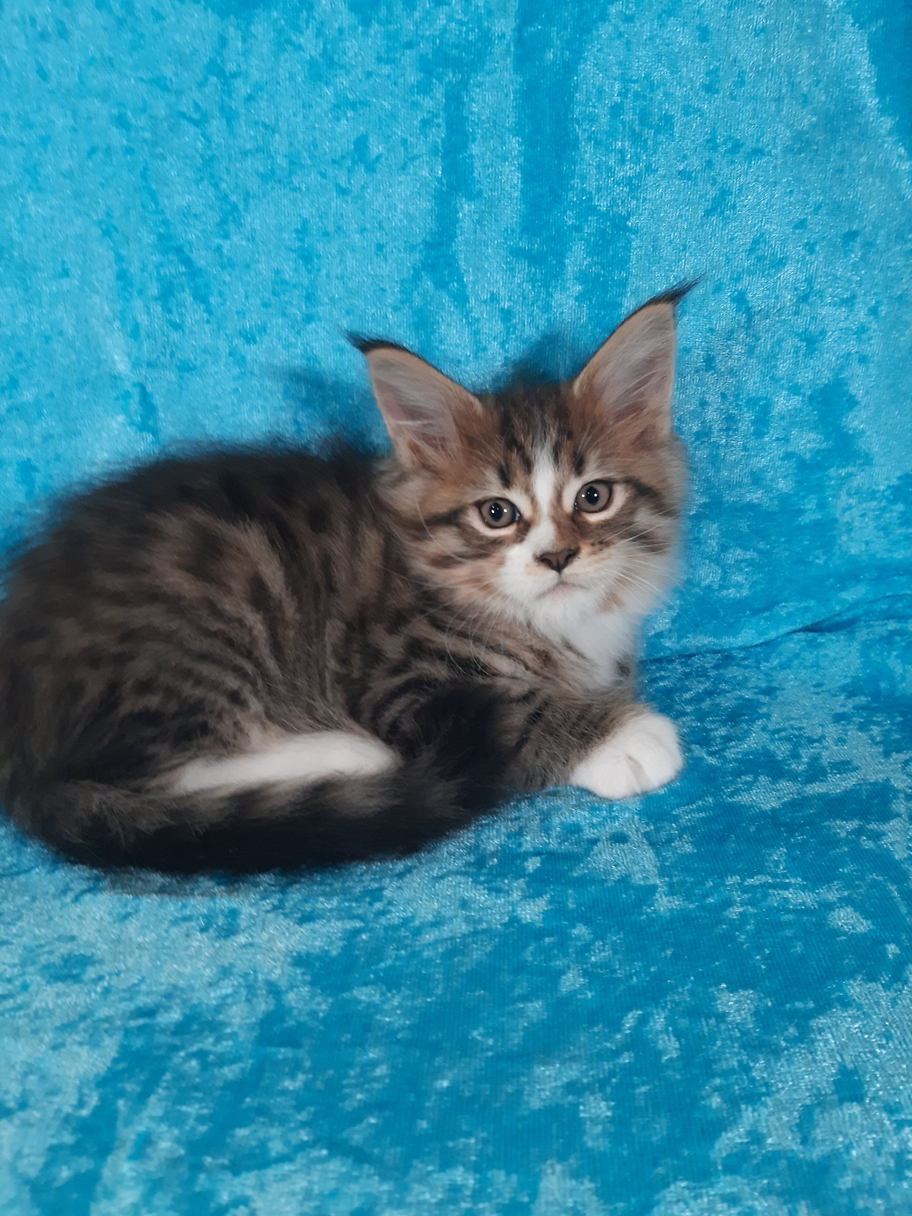 Maine Coon Kittens image 5