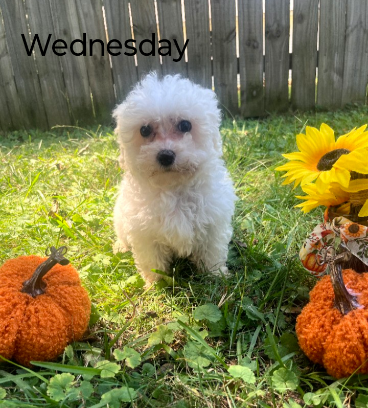 Bichon Frise image 5