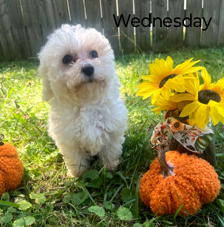 Bichon Frise image 1