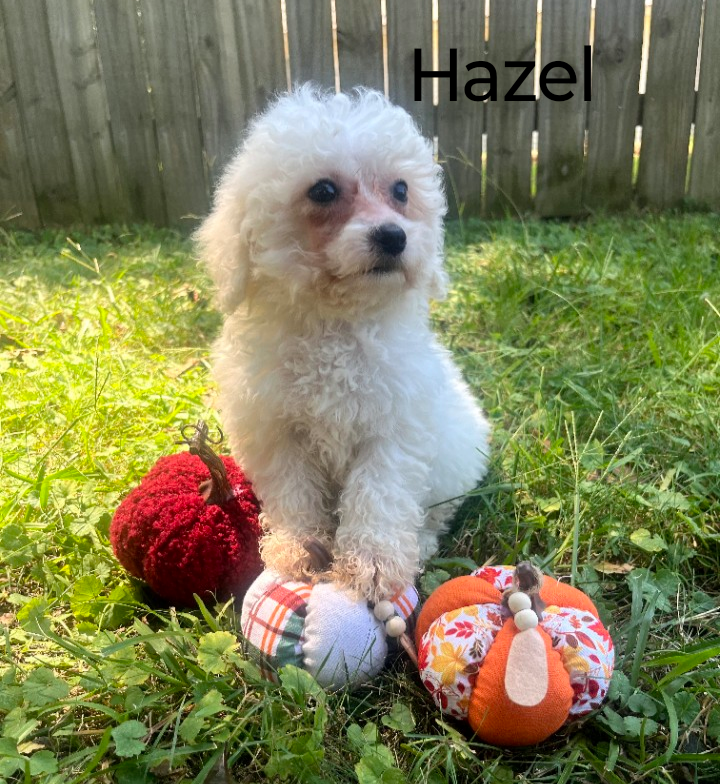 Bichon Frise image 4