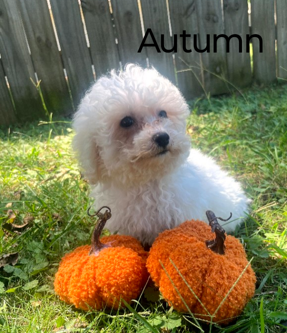 Bichon Frise image 6