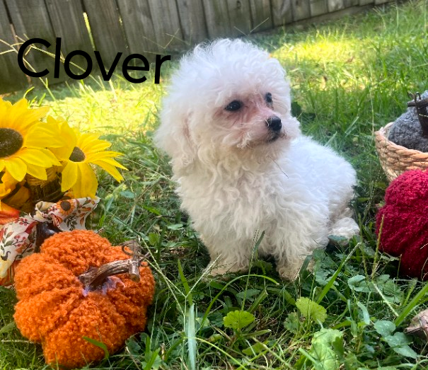 Bichon Frise image 3