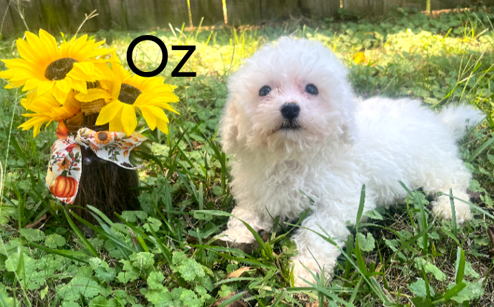 Bichon Frise image 2