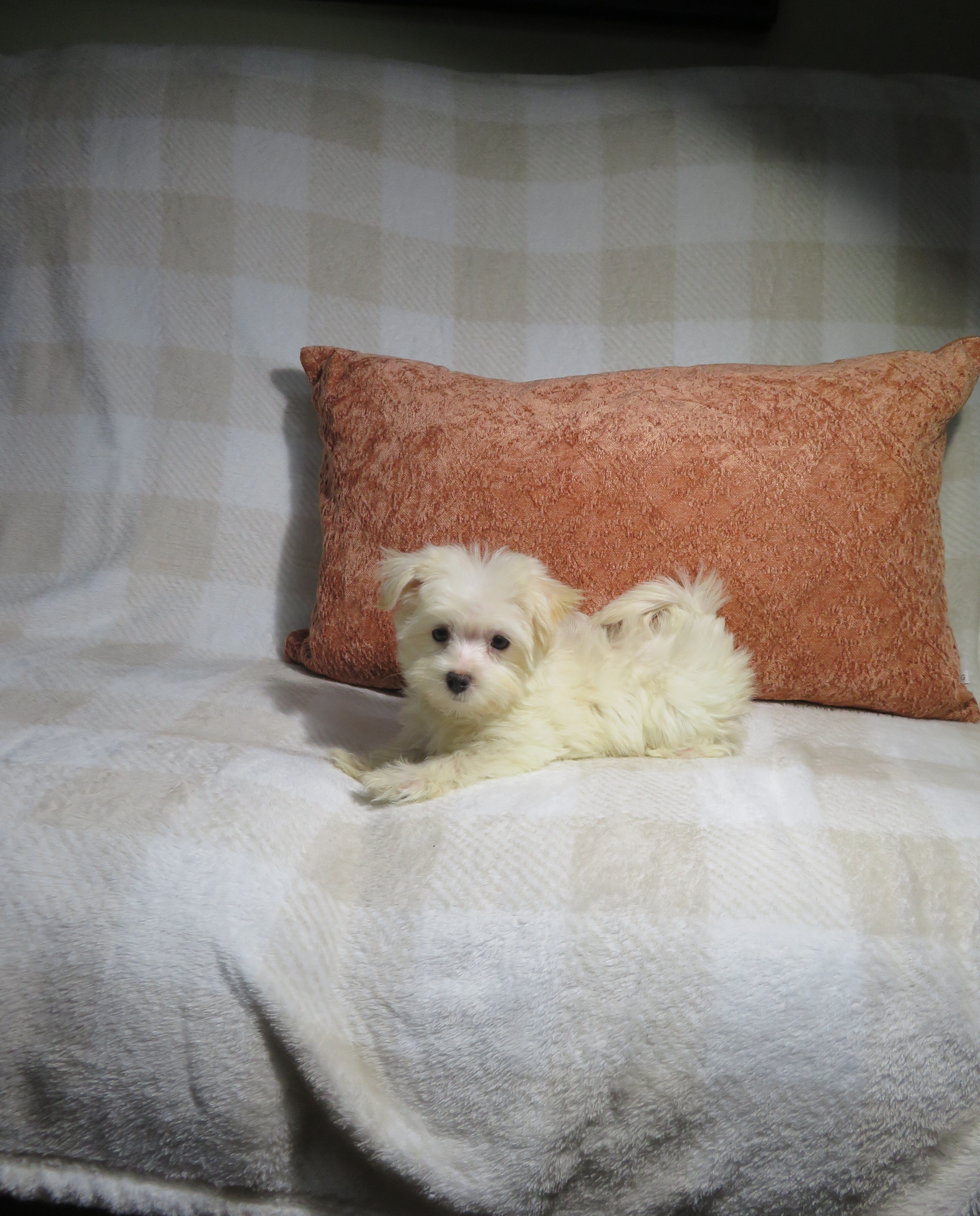 Morkie Puppies Males and Females image 2