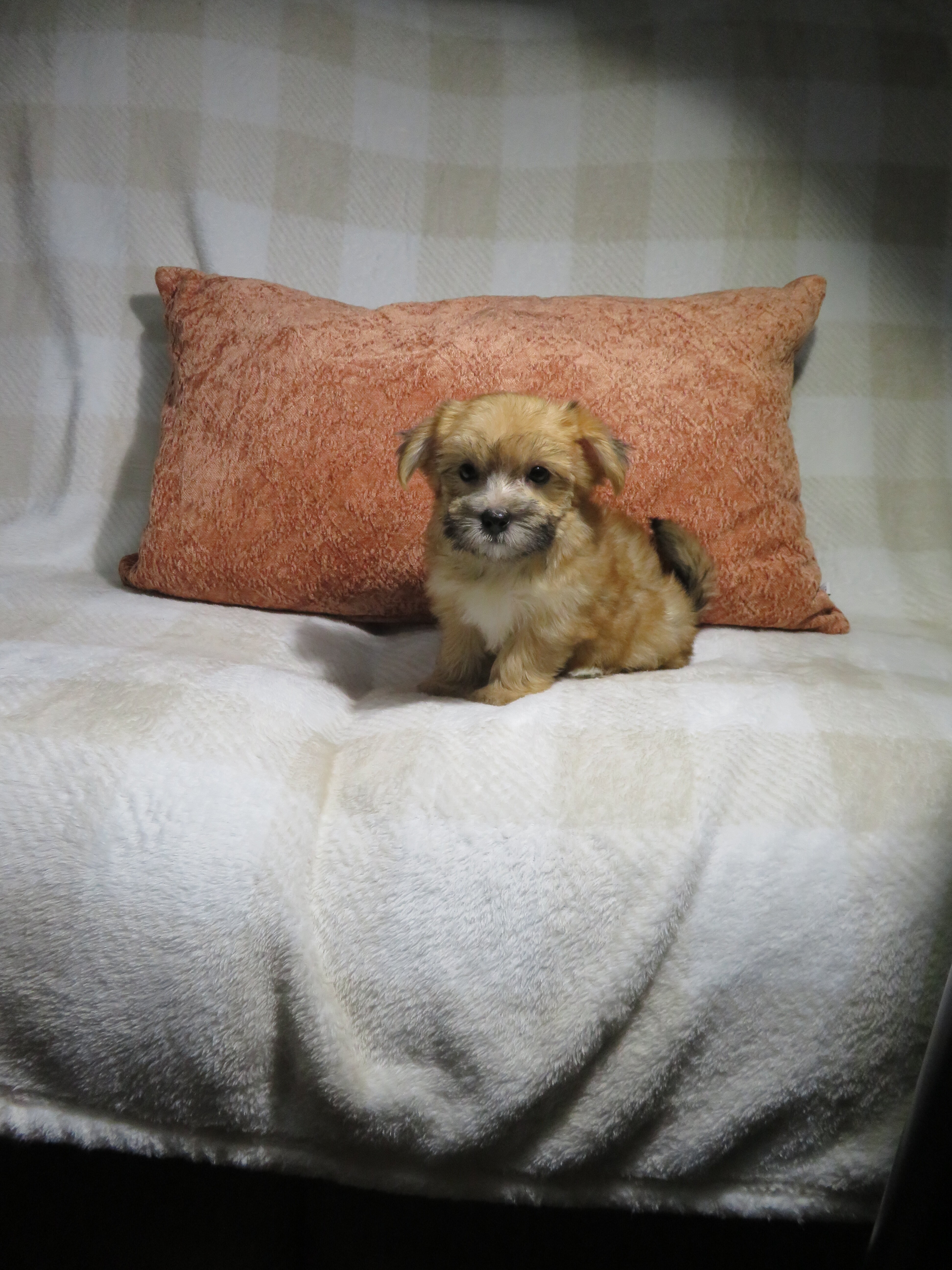 Morkie Puppies Males and Females image 1