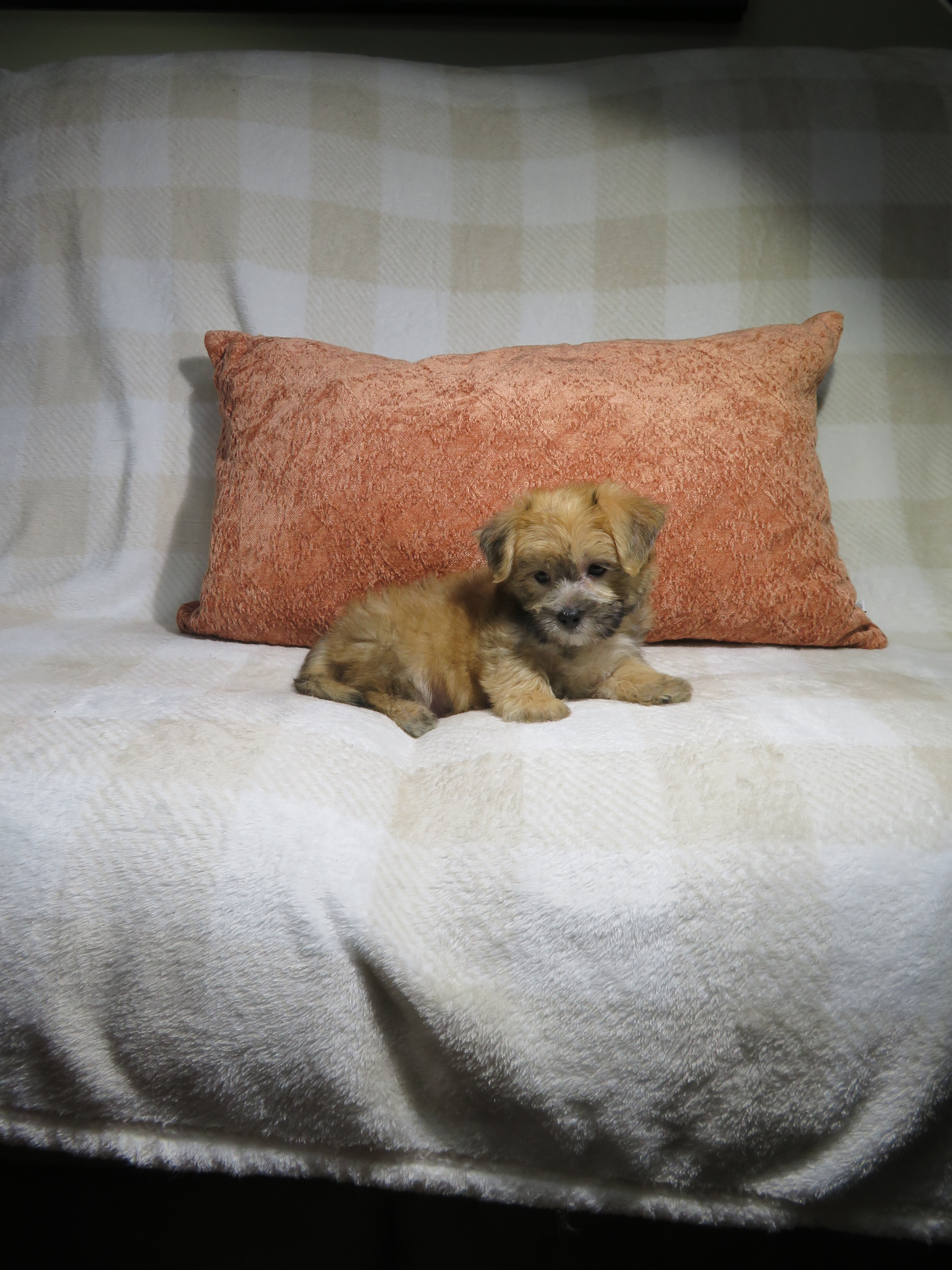 Morkie Puppies Males and Females image 3
