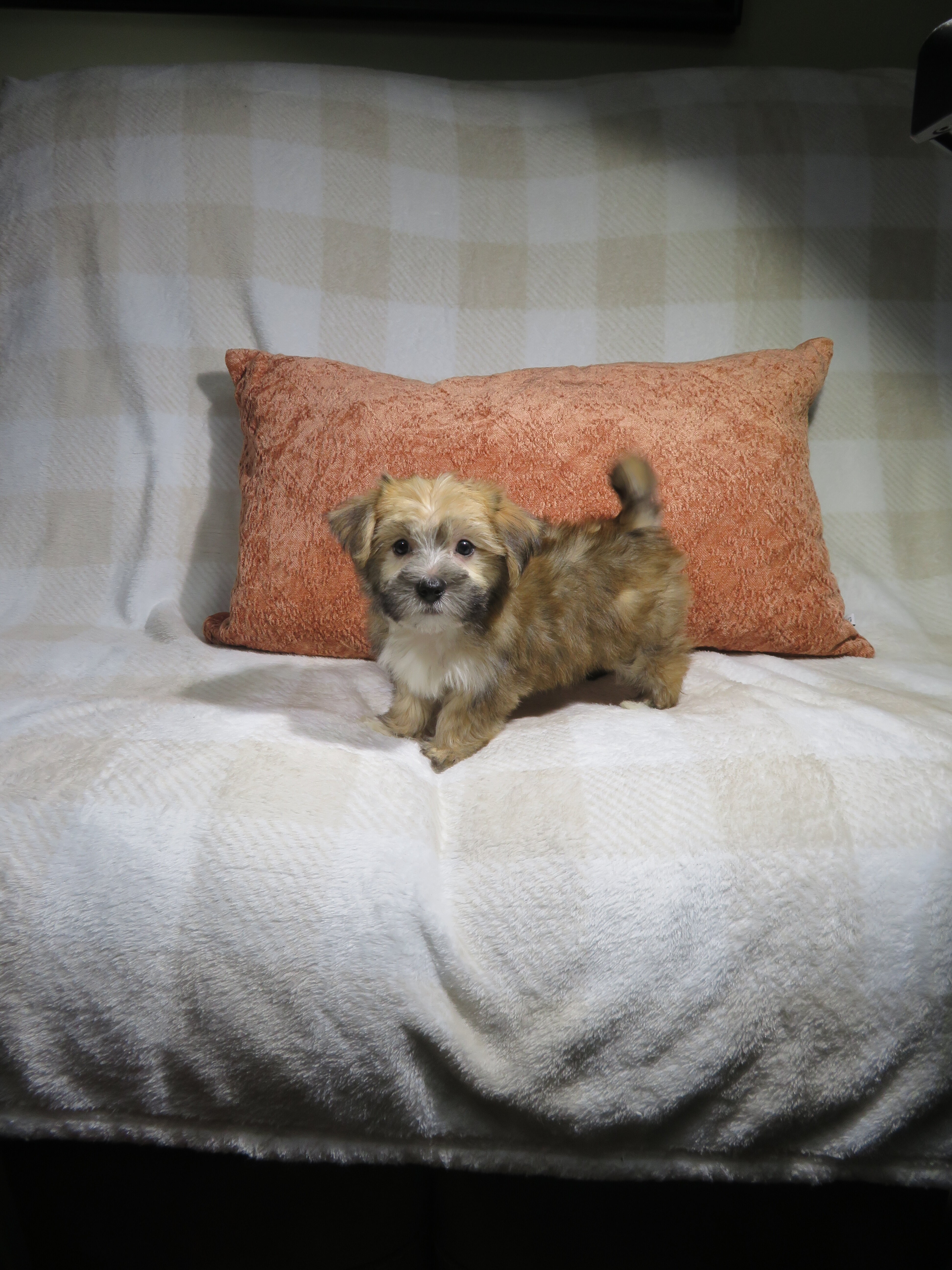 Morkie Puppies Males and Females image 4