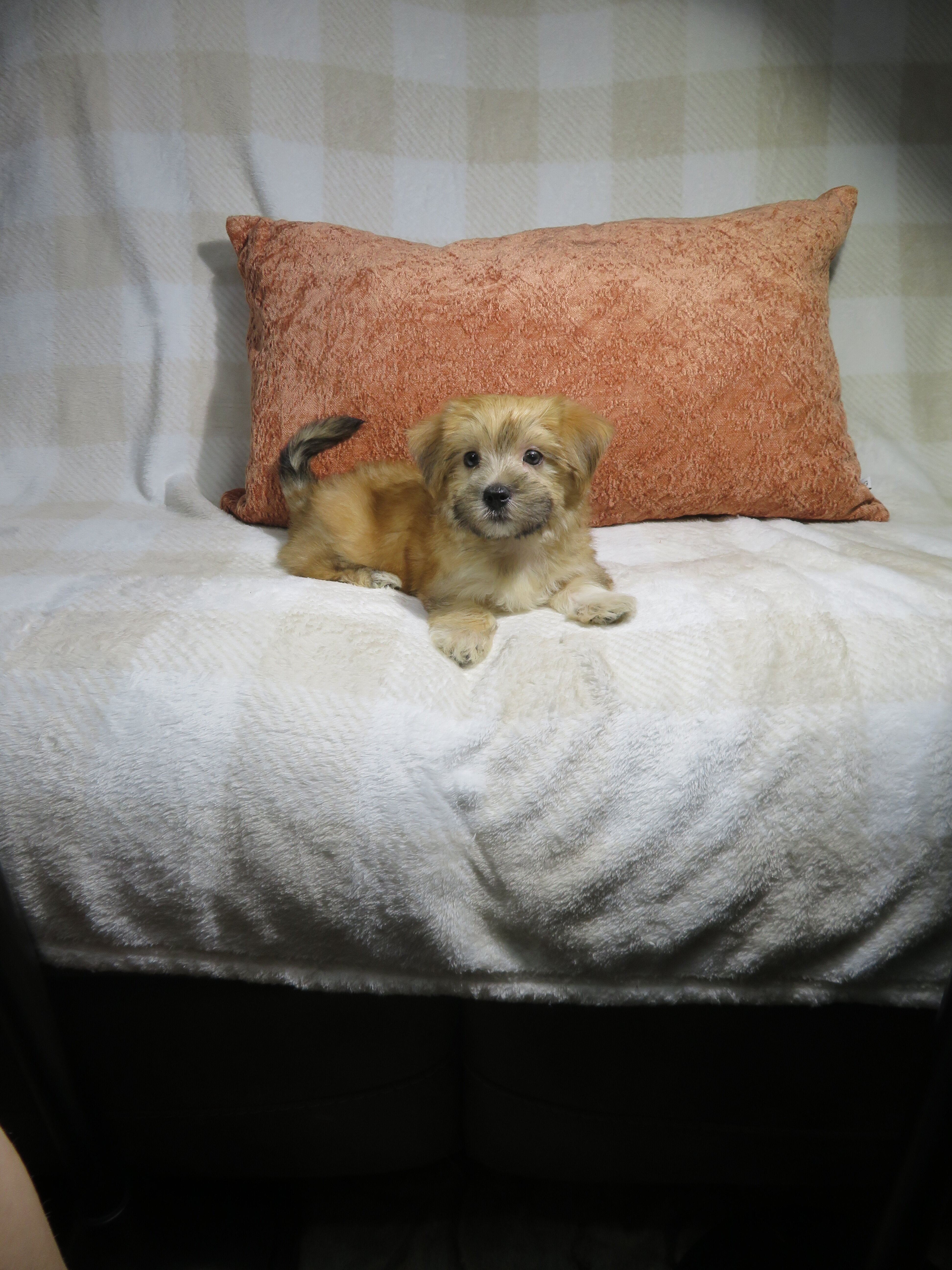 Morkie Puppies Males and Females image 5