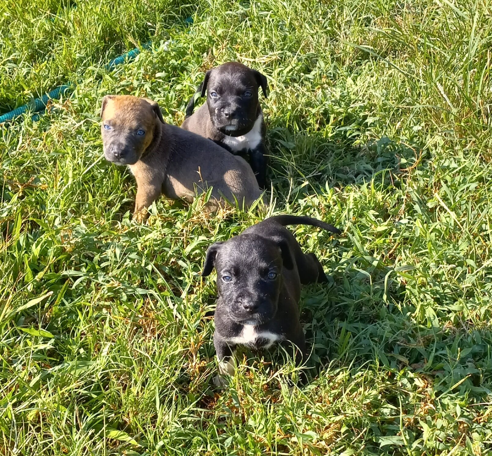 American pitbulls image 1