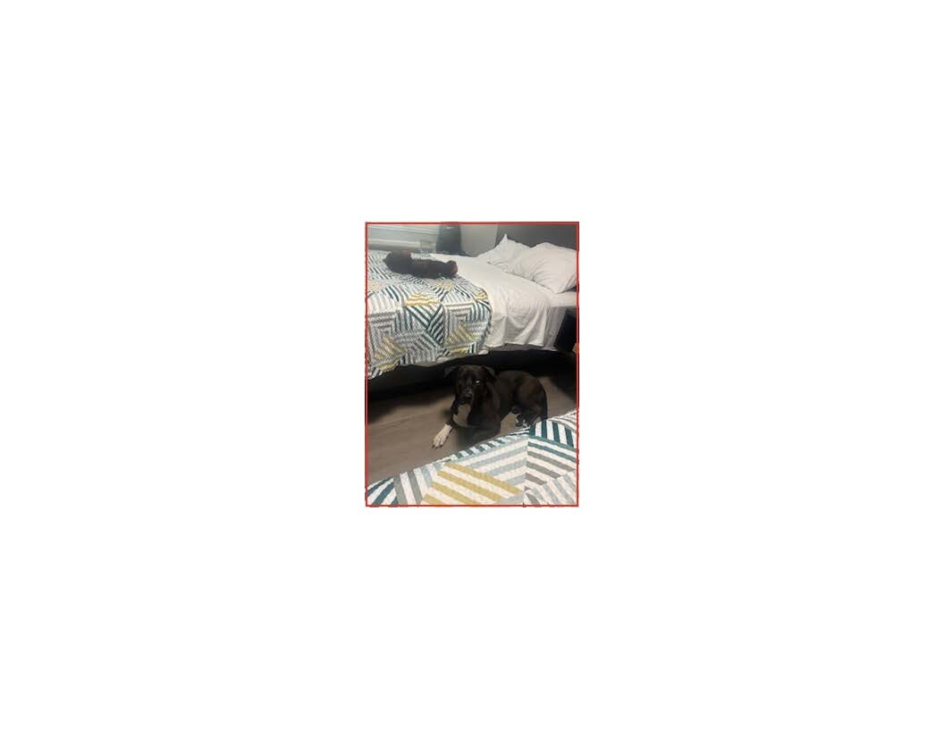 Dog image 3