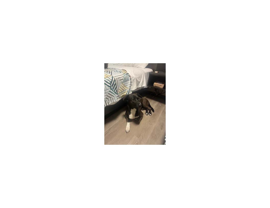 Dog image 2