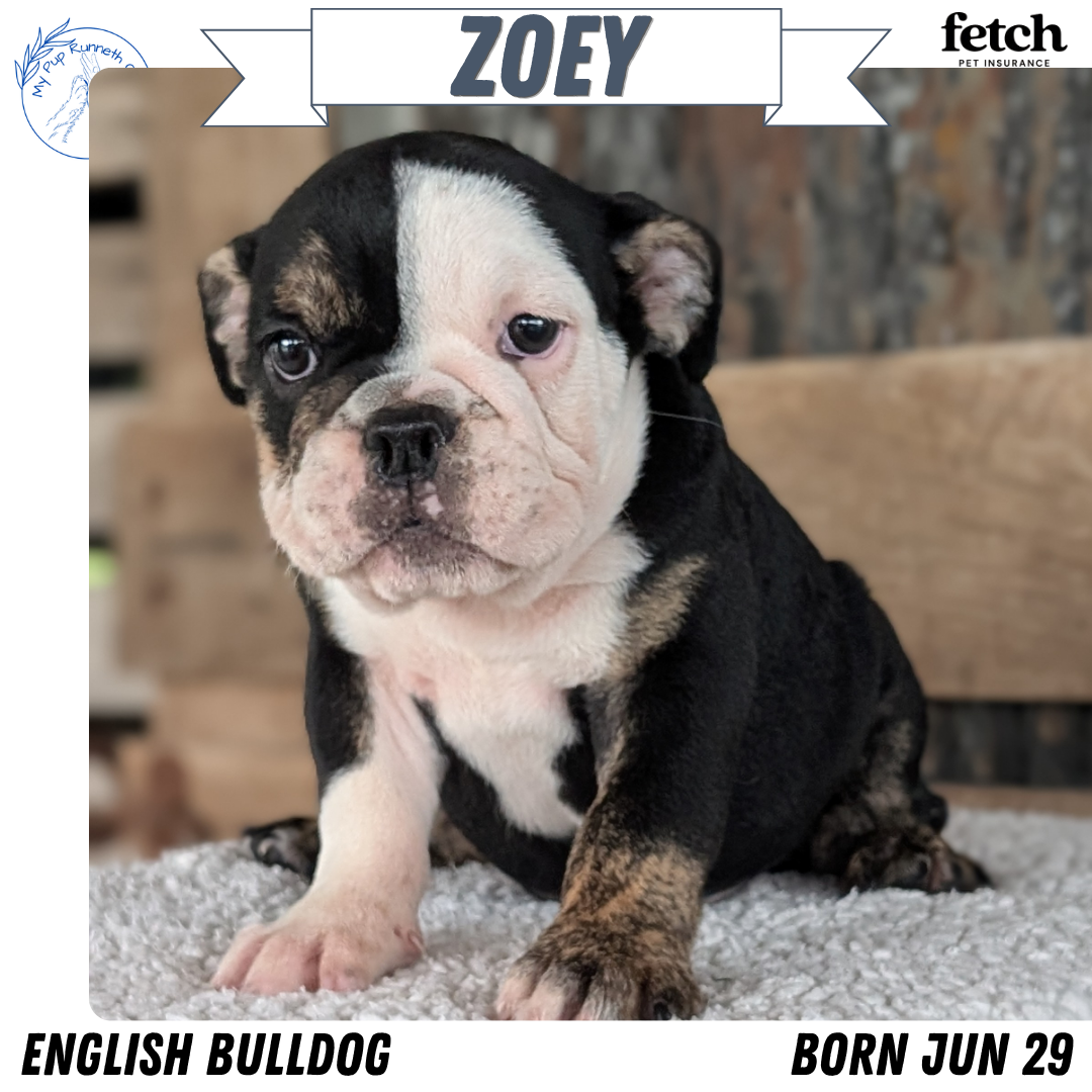 AKC ENGLISH BULLDOG PUPS image 2