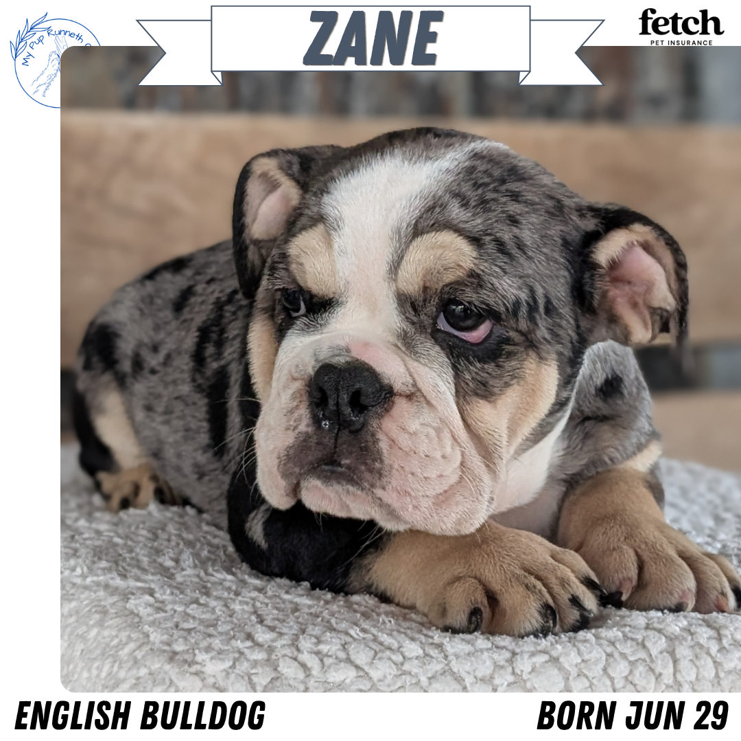 AKC ENGLISH BULLDOG PUPS image 3