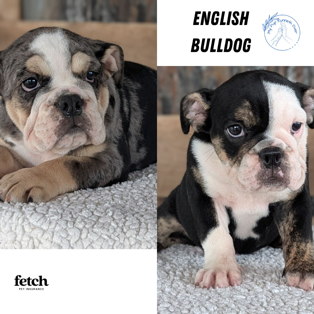 AKC ENGLISH BULLDOG PUPS image 1