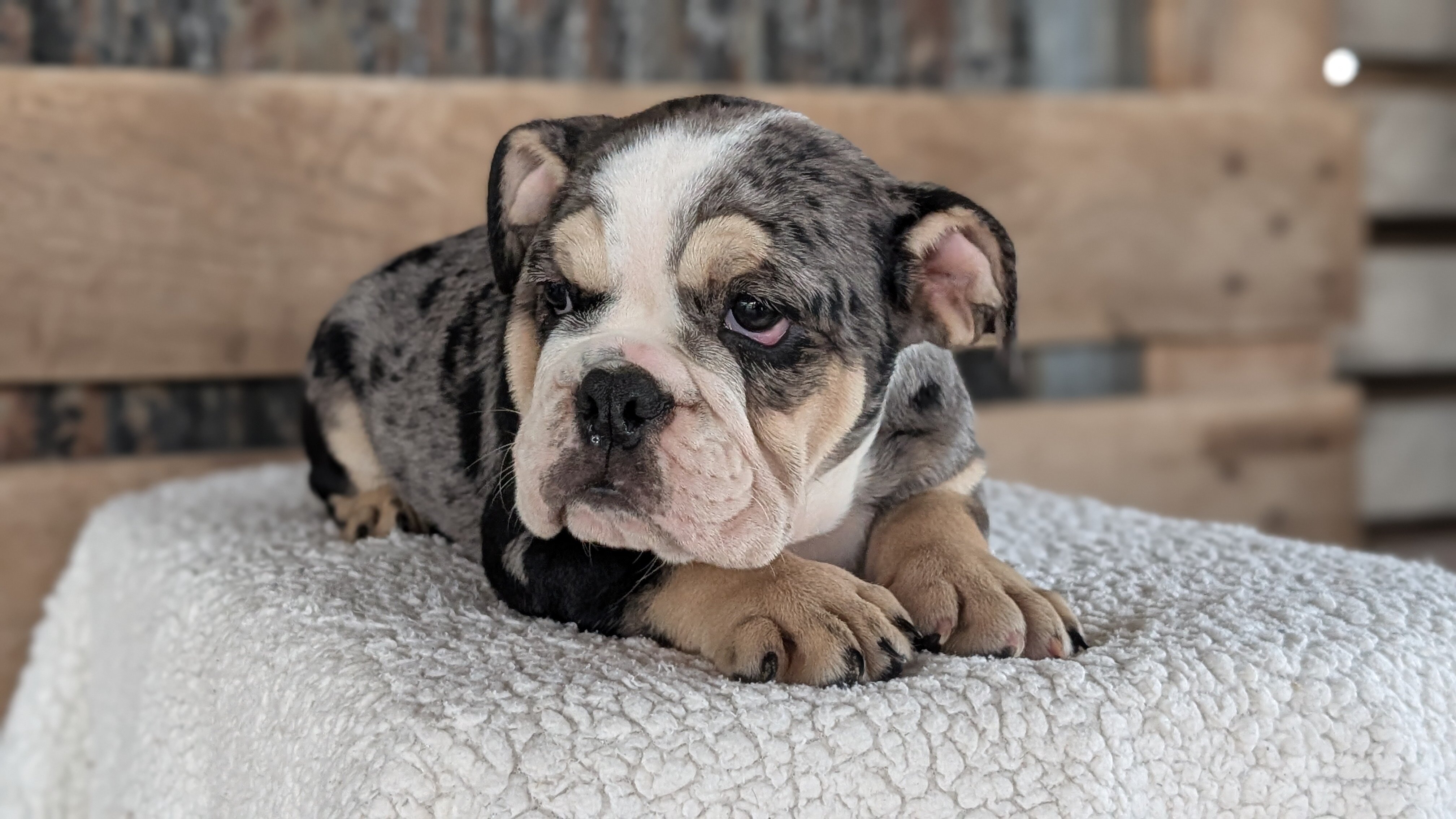 AKC ENGLISH BULLDOG PUPS image 8