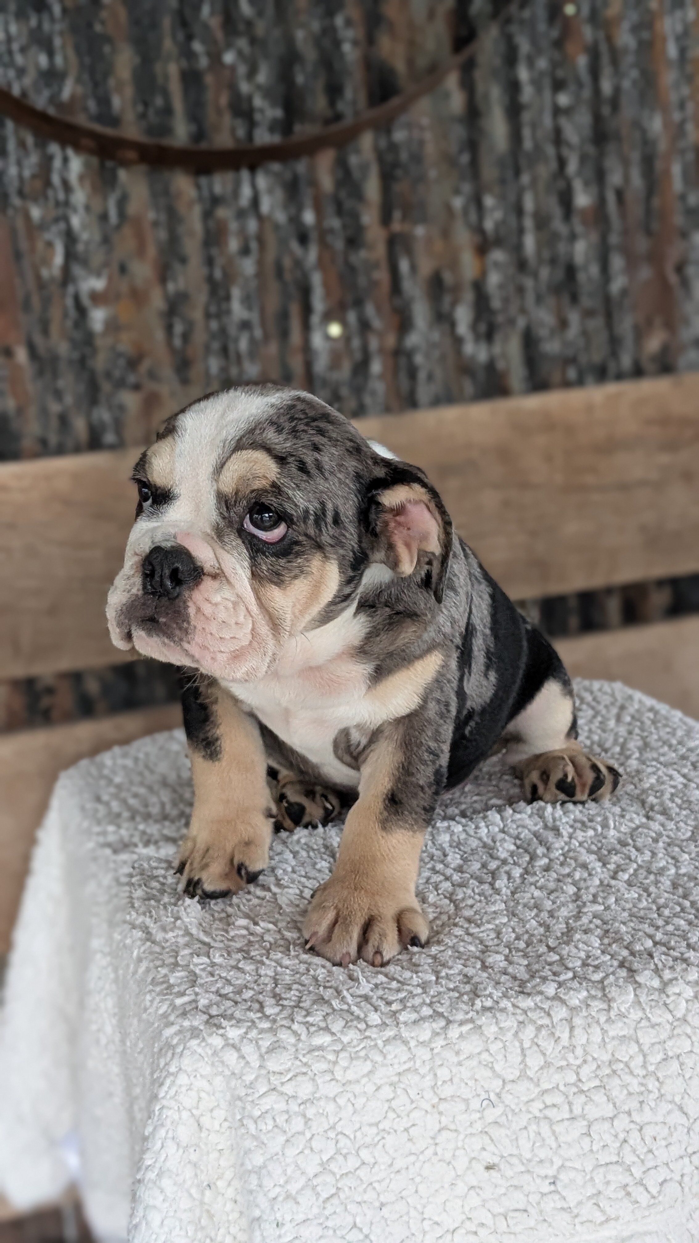 AKC ENGLISH BULLDOG PUPS image 7