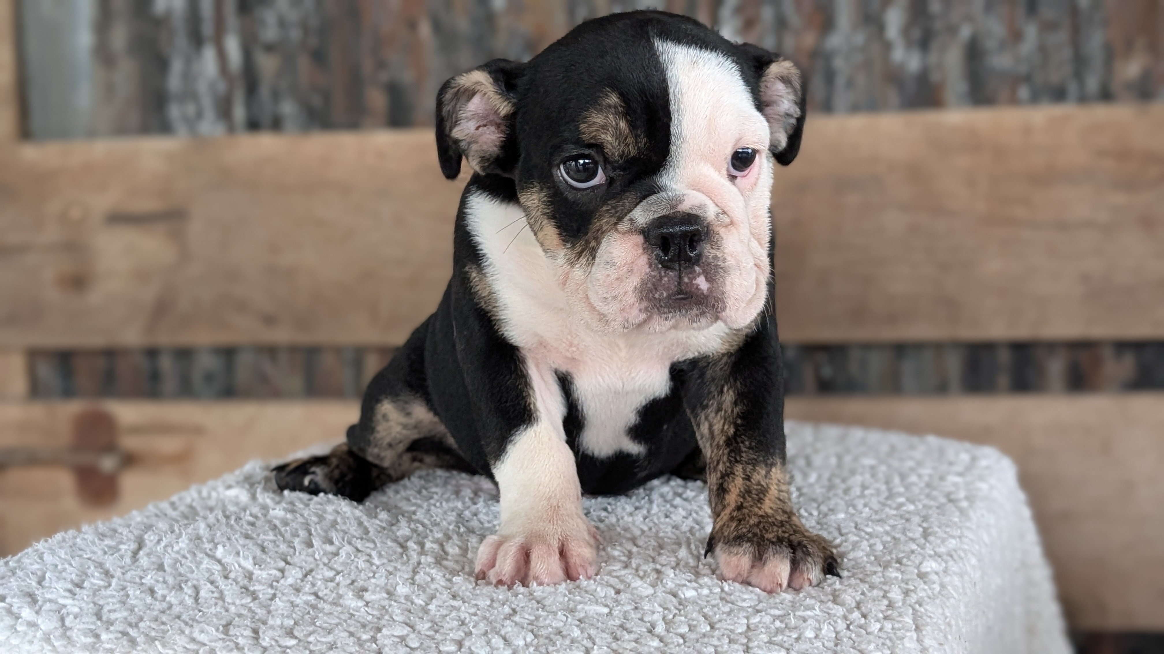AKC ENGLISH BULLDOG PUPS image 6