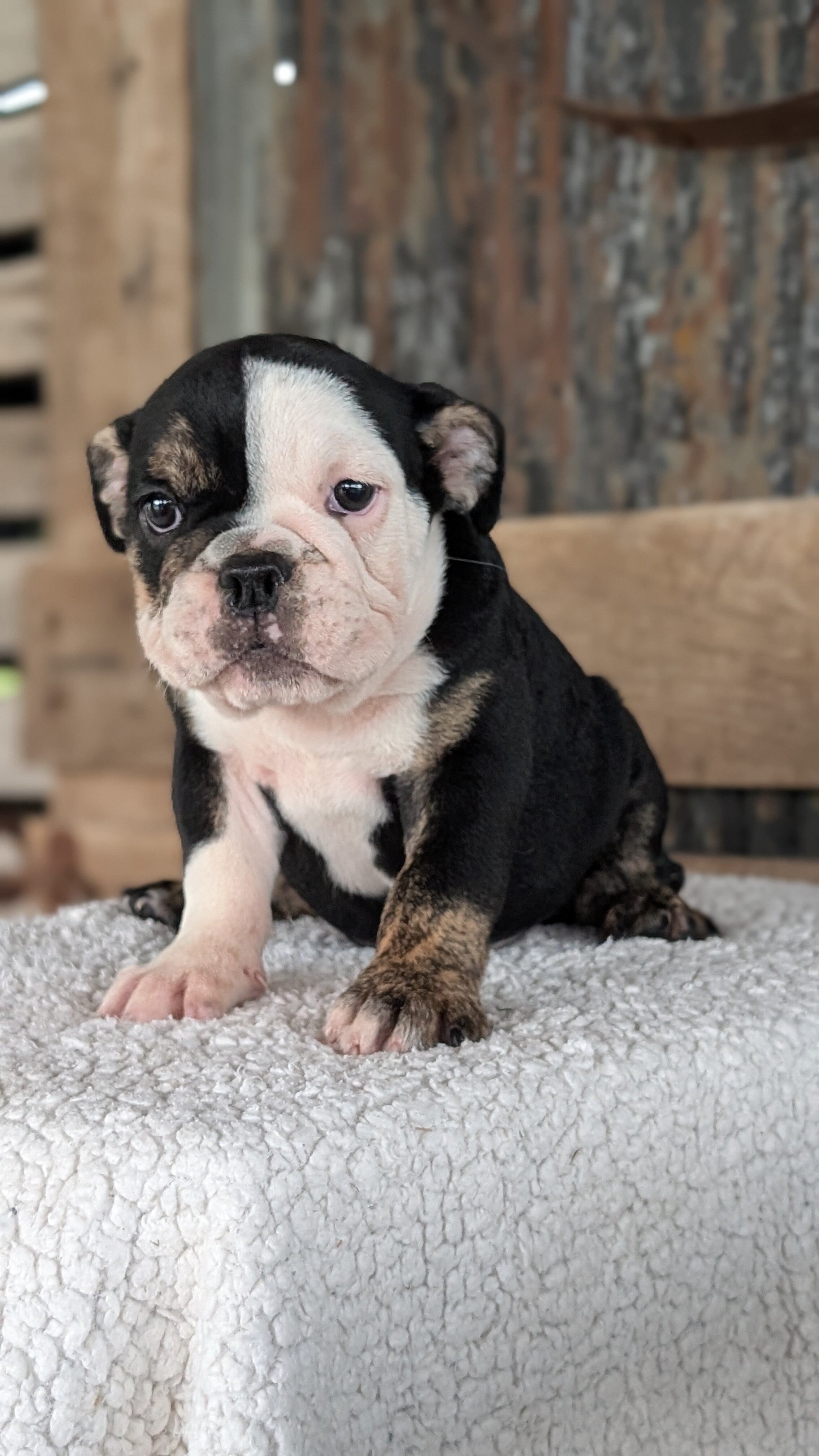 AKC ENGLISH BULLDOG PUPS image 5