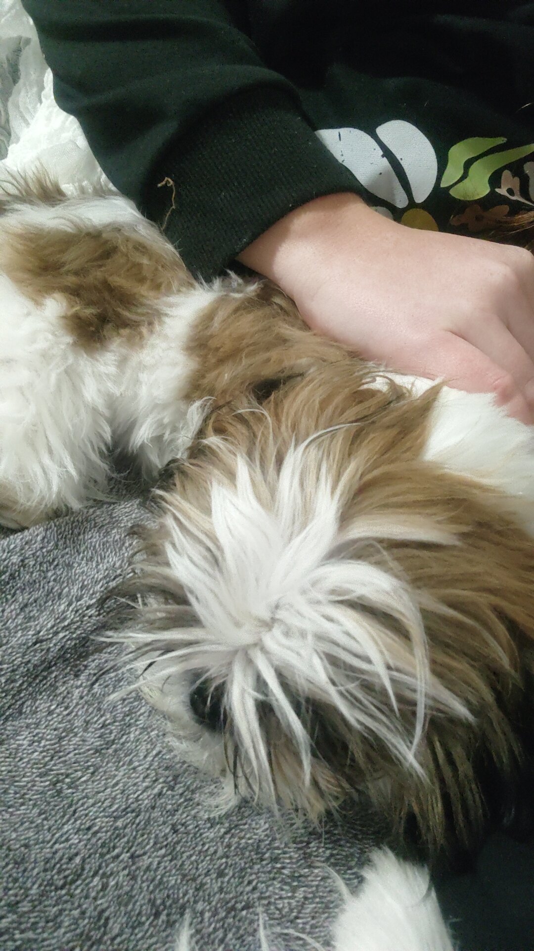 Shih tzus image 2