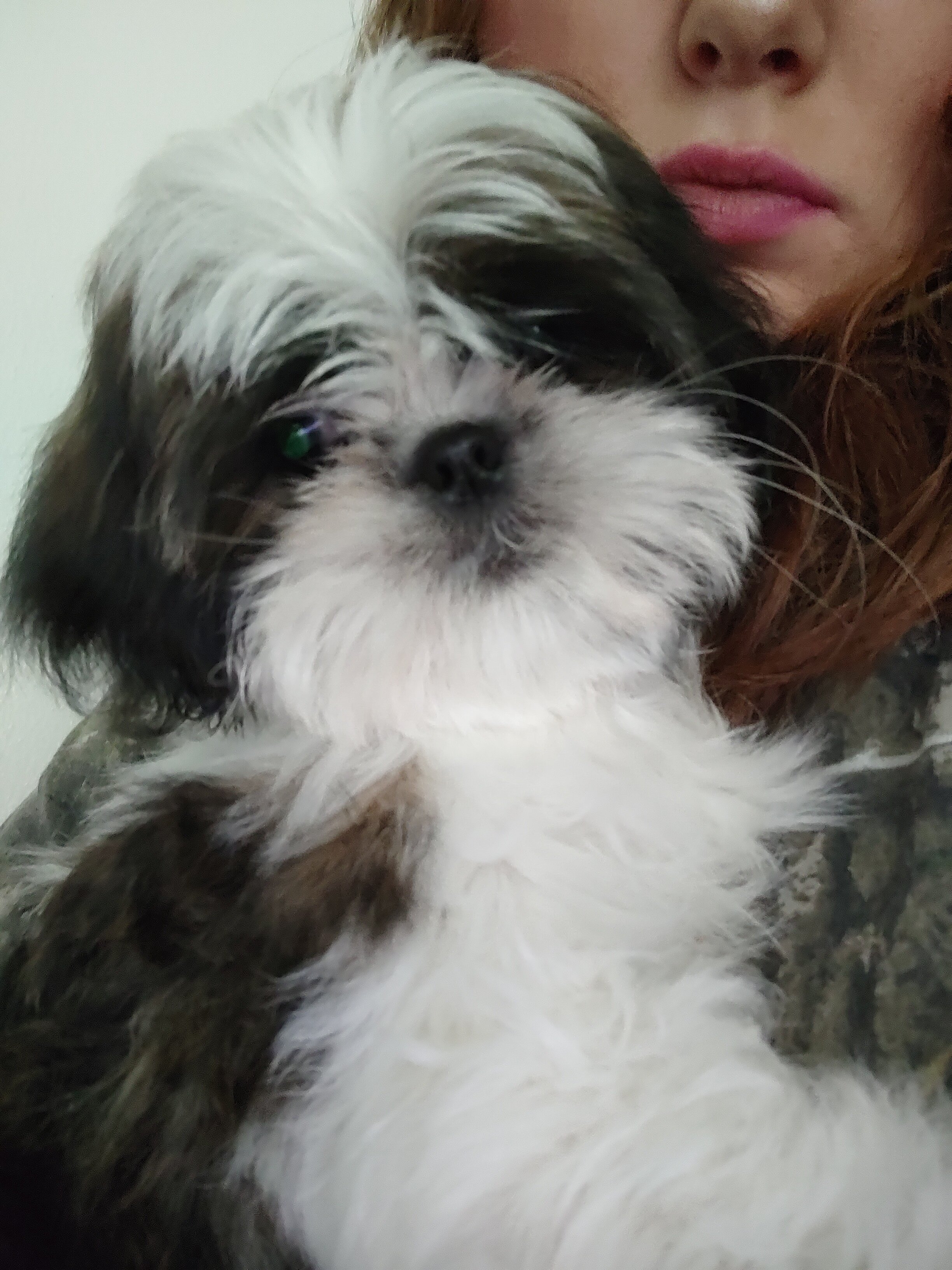 Shih tzus image 3